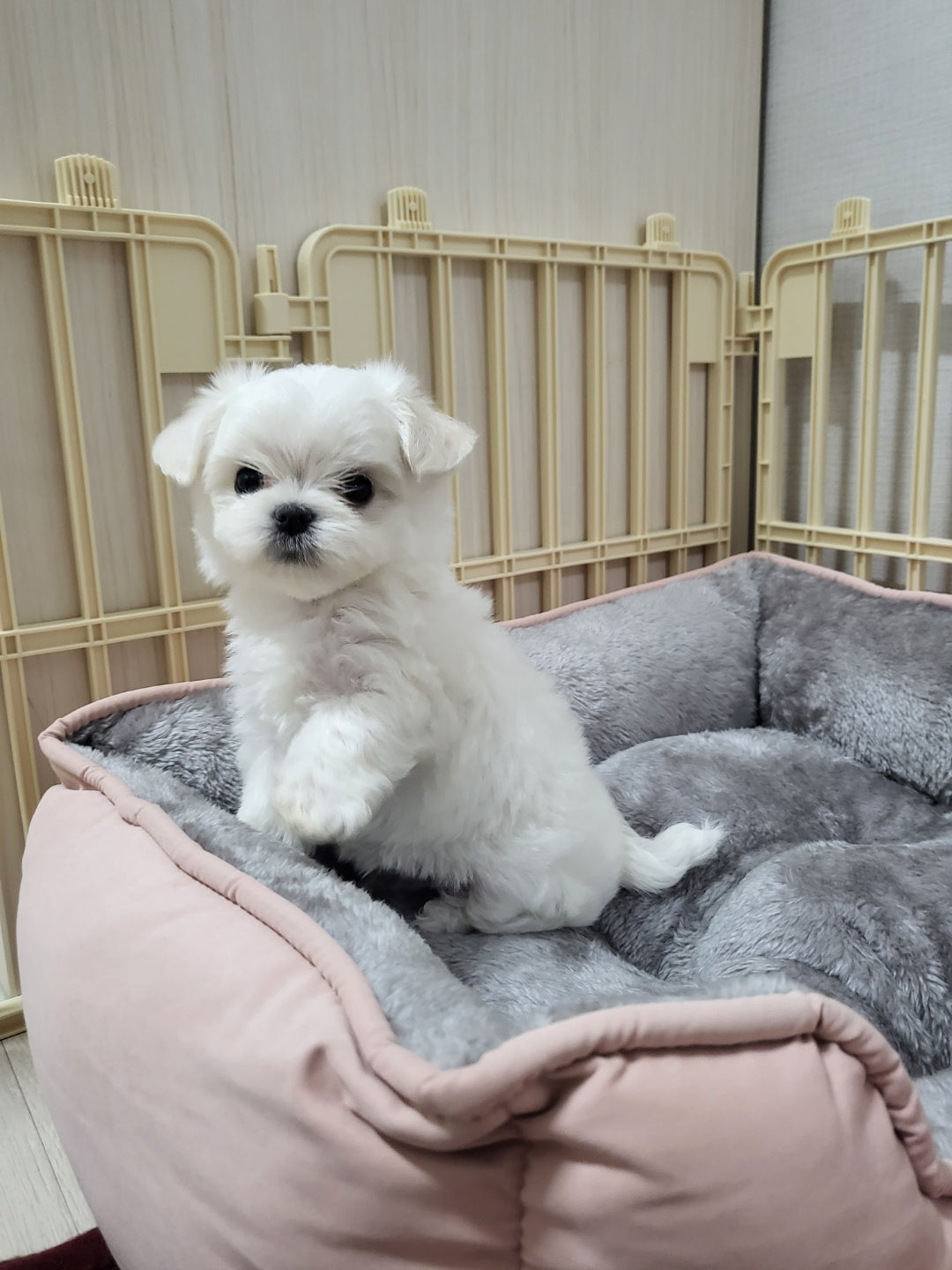MALTESE, ALOHA TEACUP PUPPIES