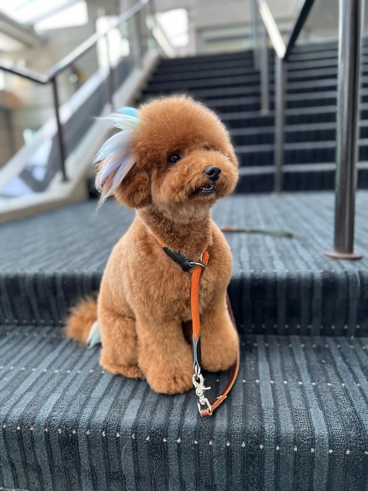 POODLE, ALOHA TEACUP PUPPIES