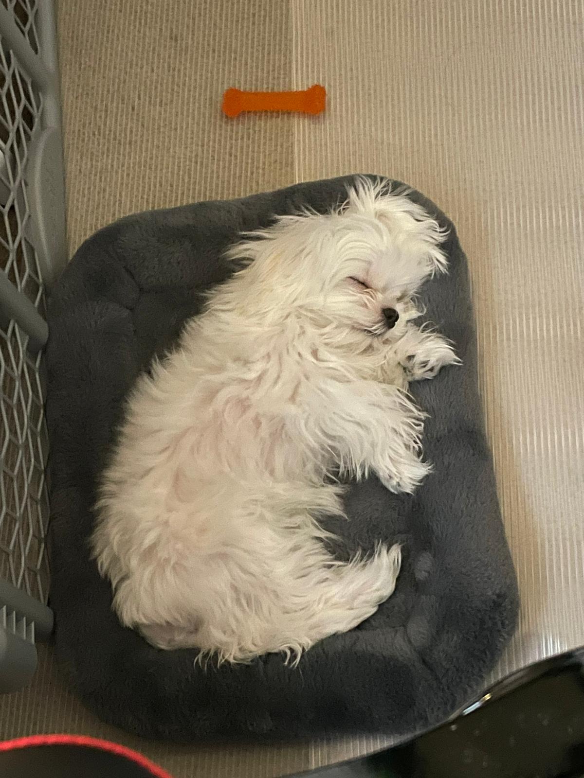 MALTESE, ALOHA TEACUP PUPPIES
