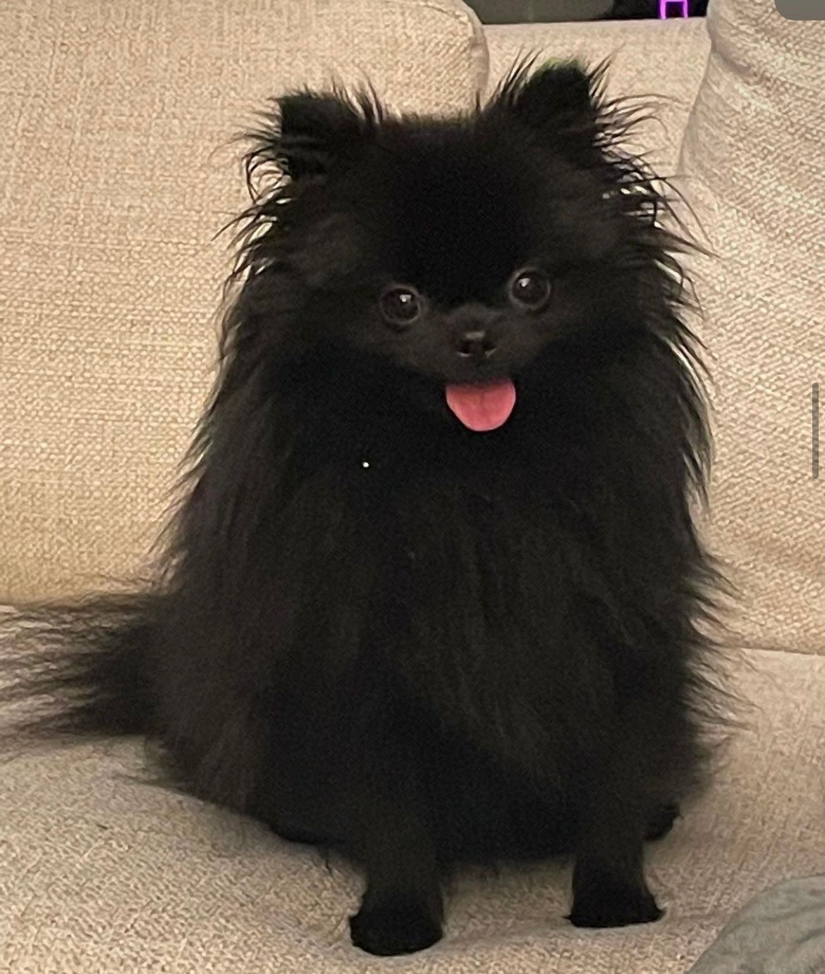 POMERANIAN, ALOHA TEACUP PUPPIES