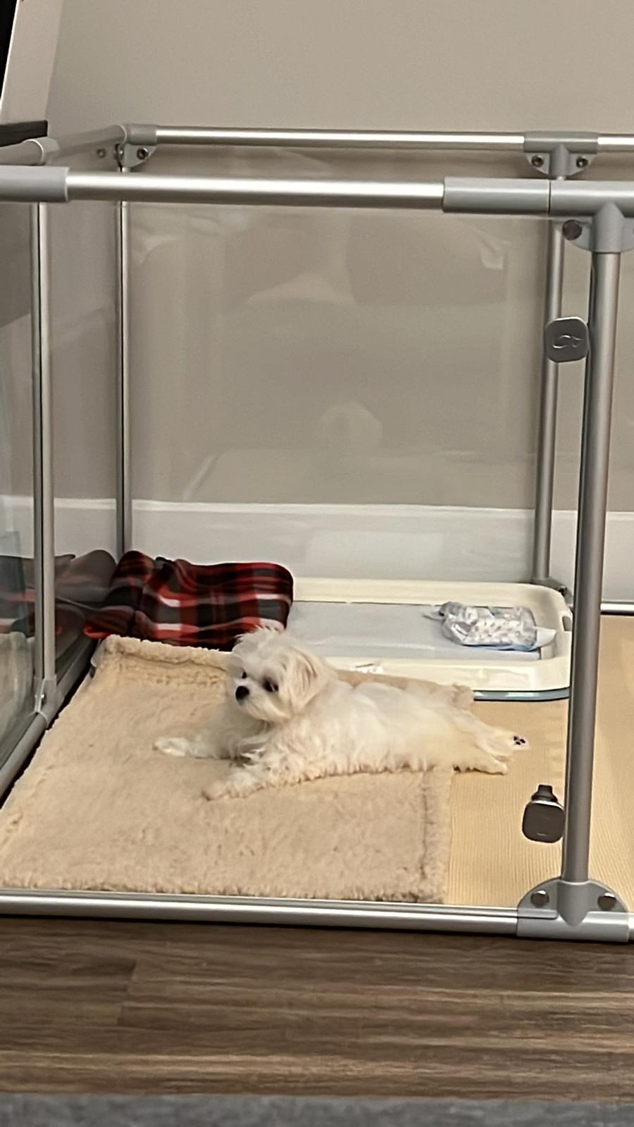 MALTESE, ALOHA TEACUP PUPPIES