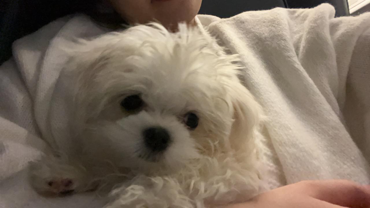 MALTESE, ALOHA TEACUP PUPPIES