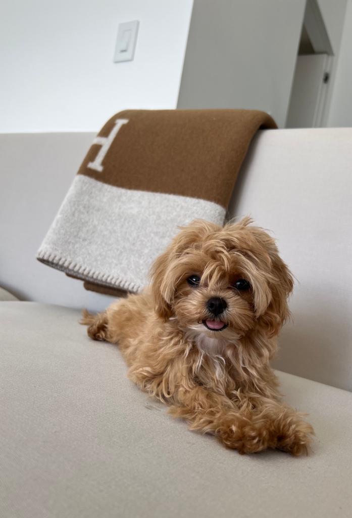 MALTIPOO, ALOHA TEACUP PUPPIES