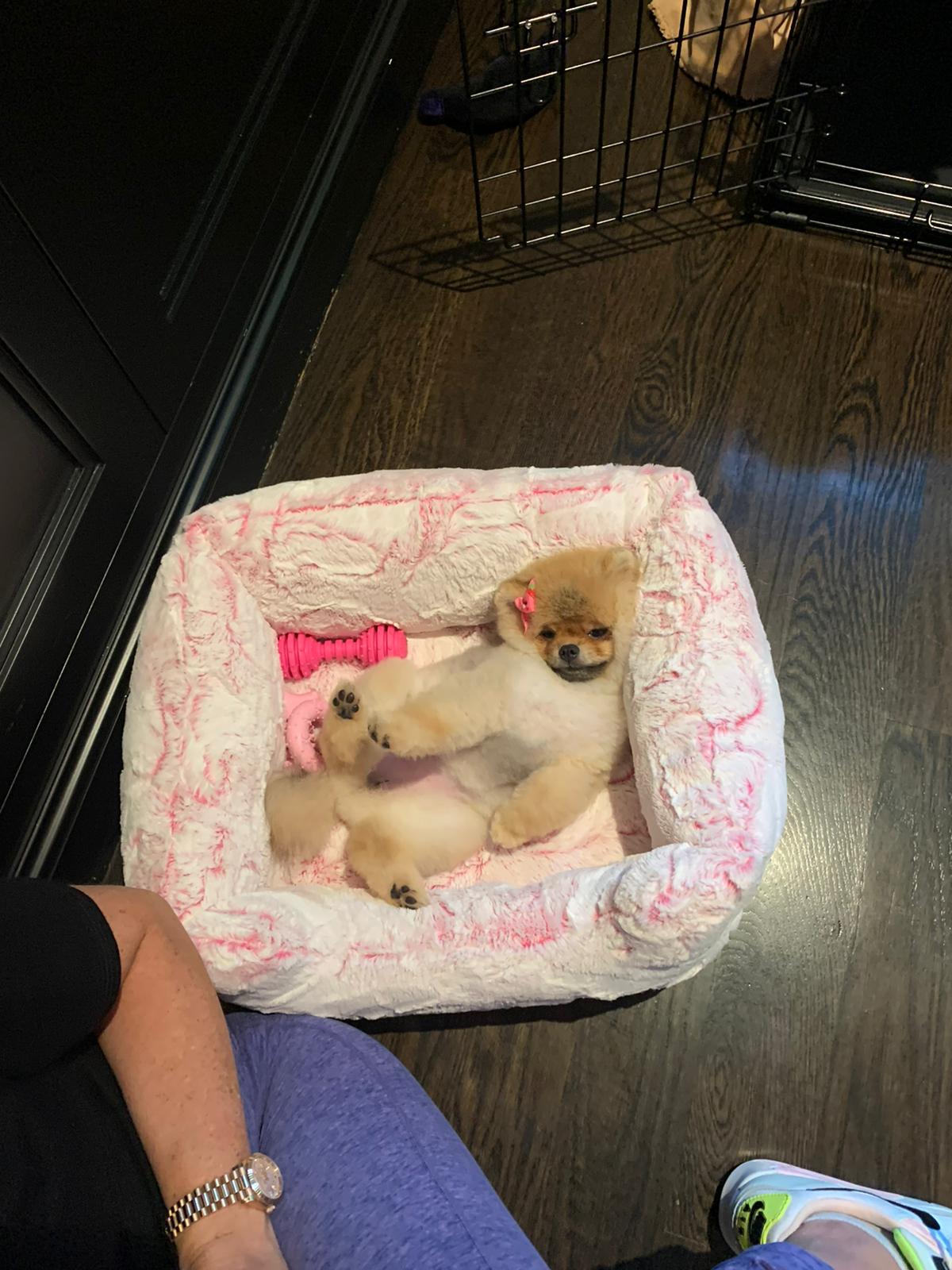 POMERANIAN, ALOHA TEACUP PUPPIES