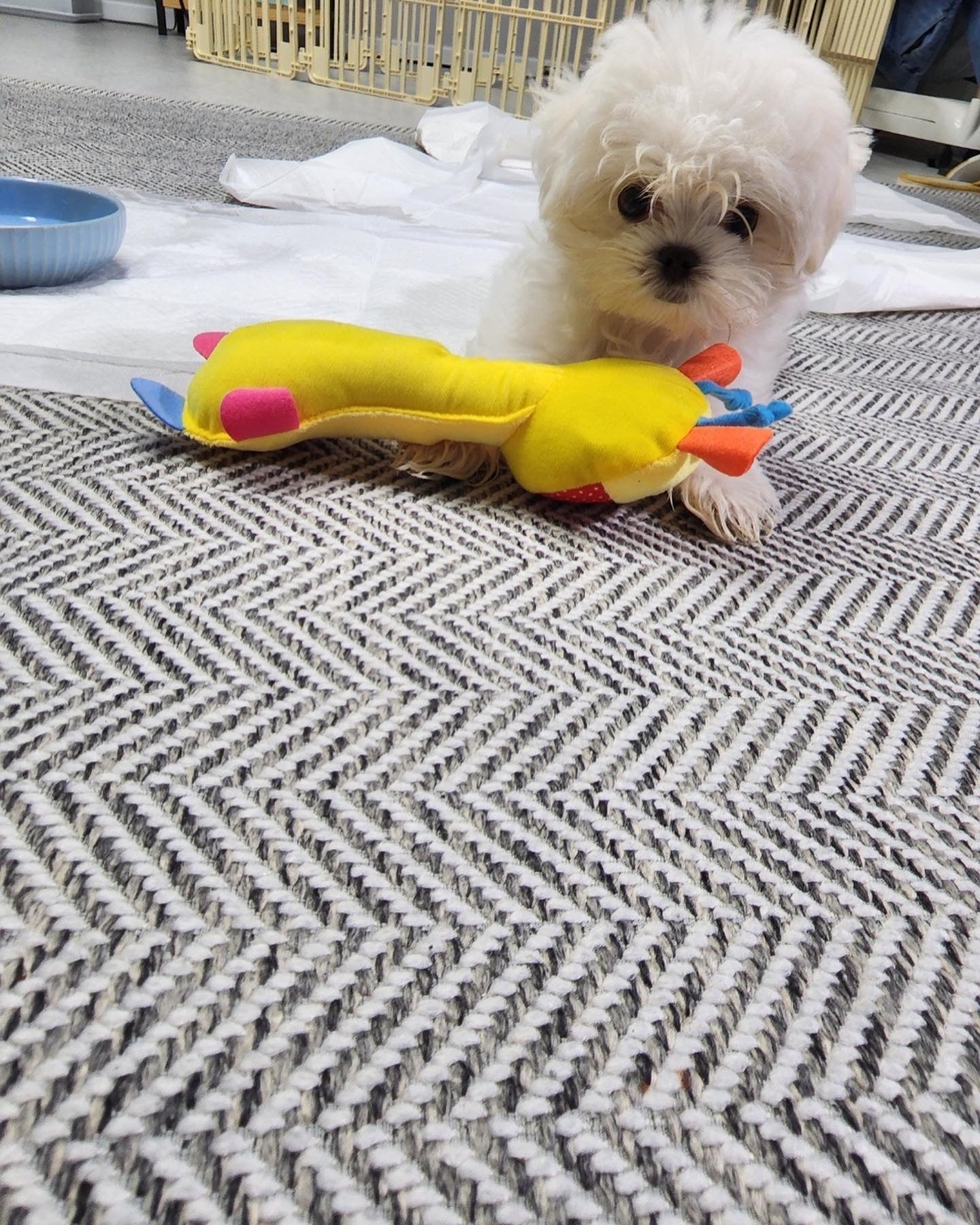 MALTESE, ALOHA TEACUP PUPPIES