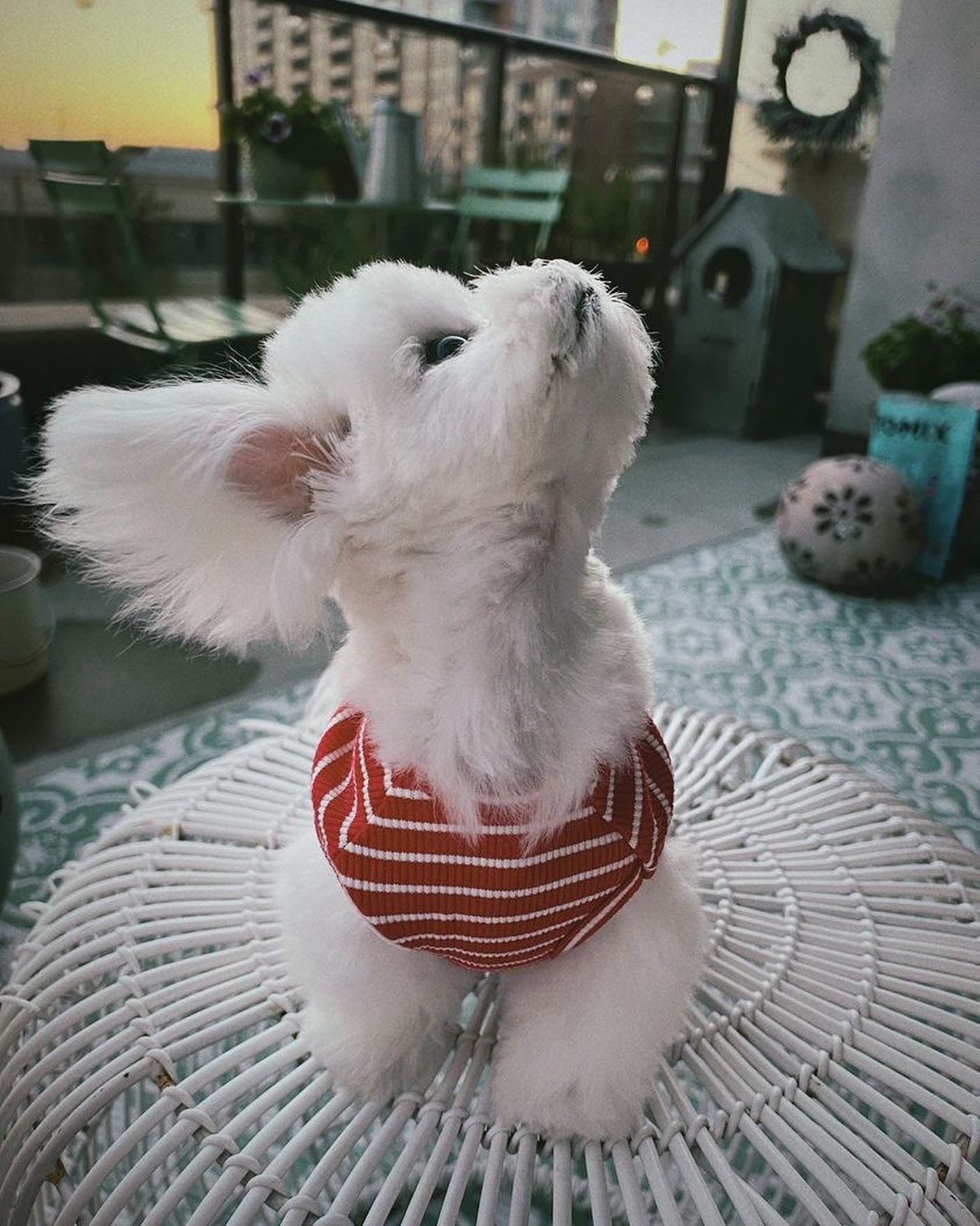 MALTESE, ALOHA TEACUP PUPPIES