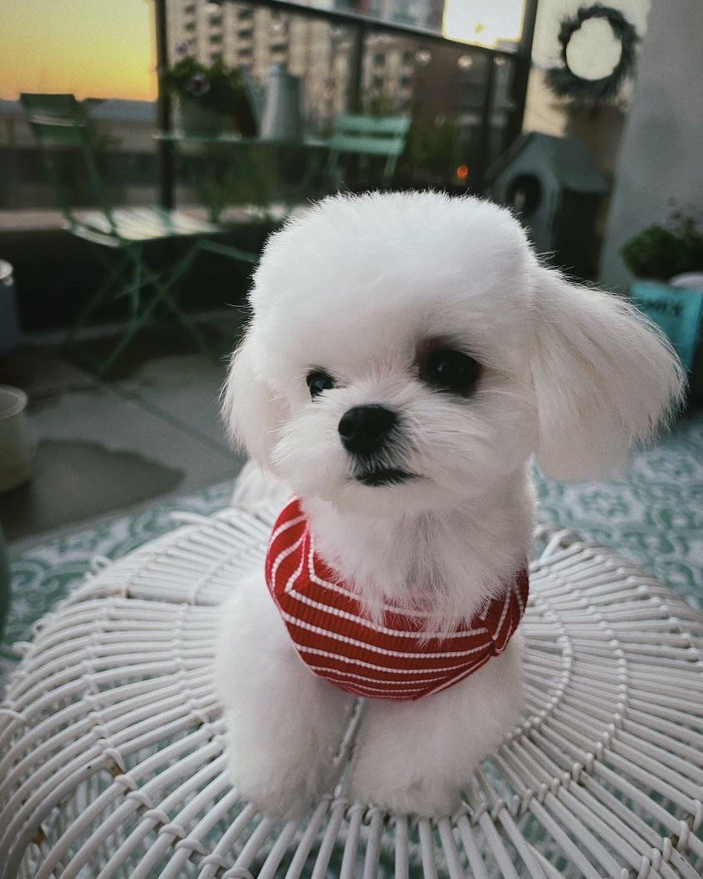 MALTESE, ALOHA TEACUP PUPPIES