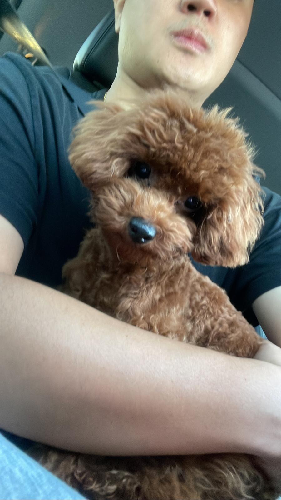 POODLE, ALOHA TEACUP PUPPIES
