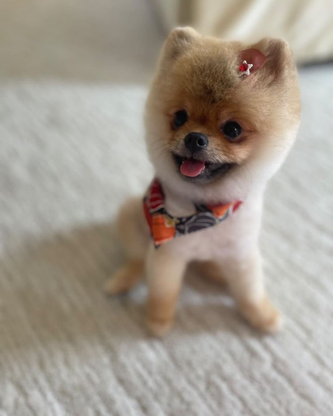 POMERANIAN, ALOHA TEACUP PUPPIES