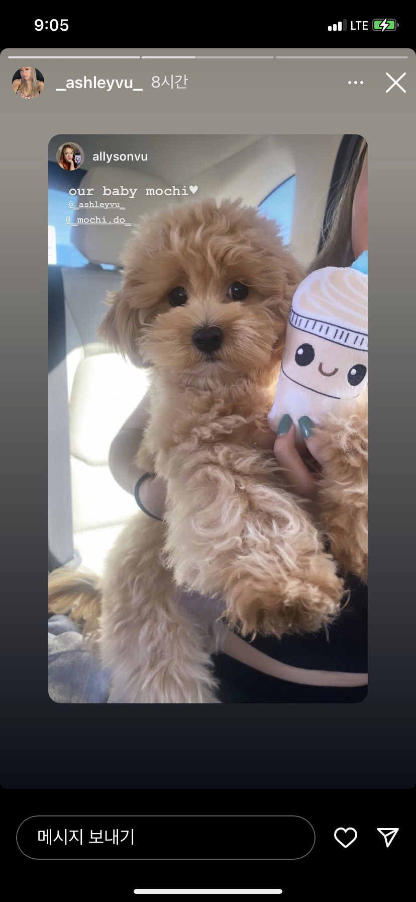 MALTIPOO, ALOHA TEACUP PUPPIES