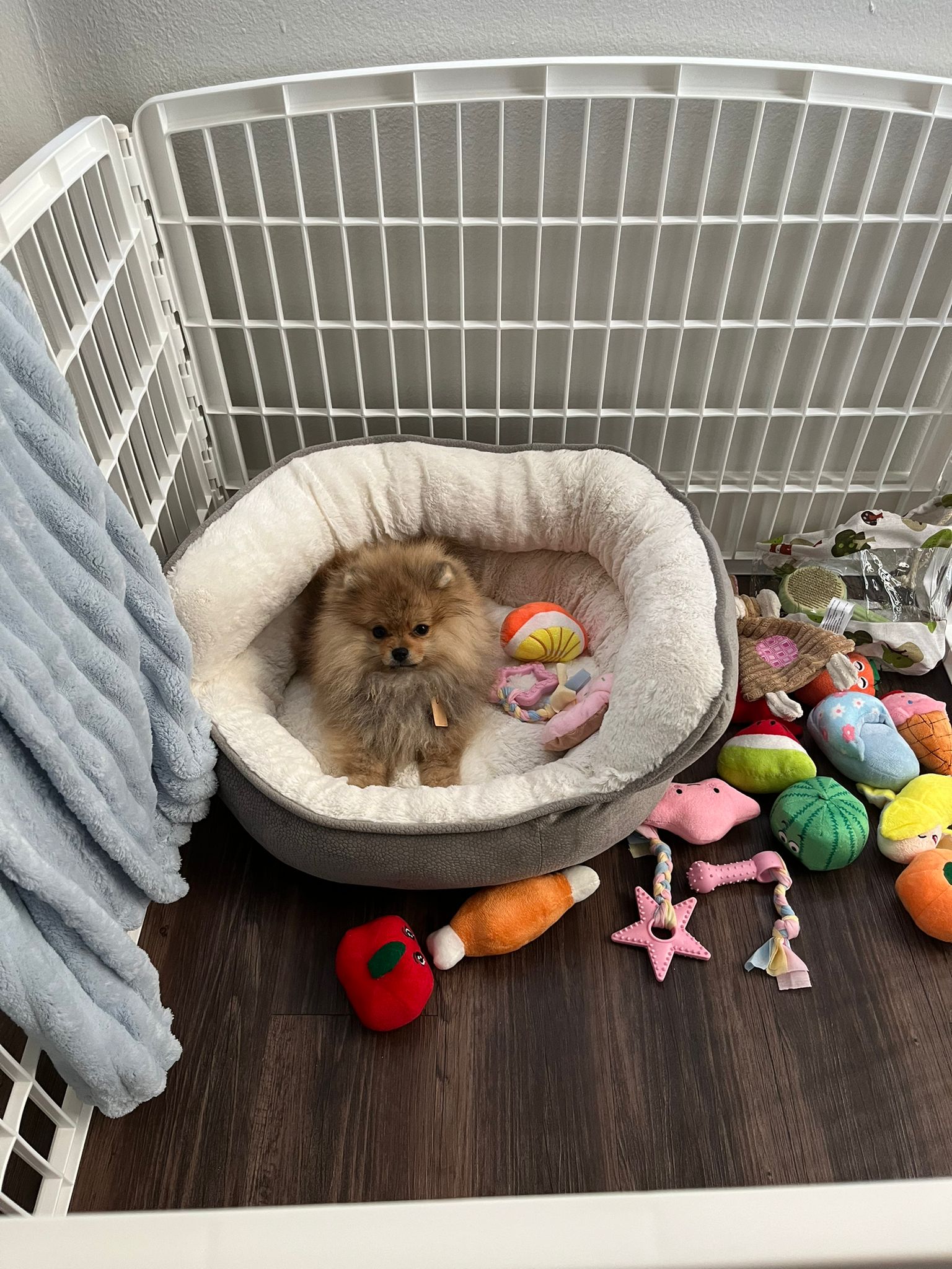 POMERANIAN, ALOHA TEACUP PUPPIES