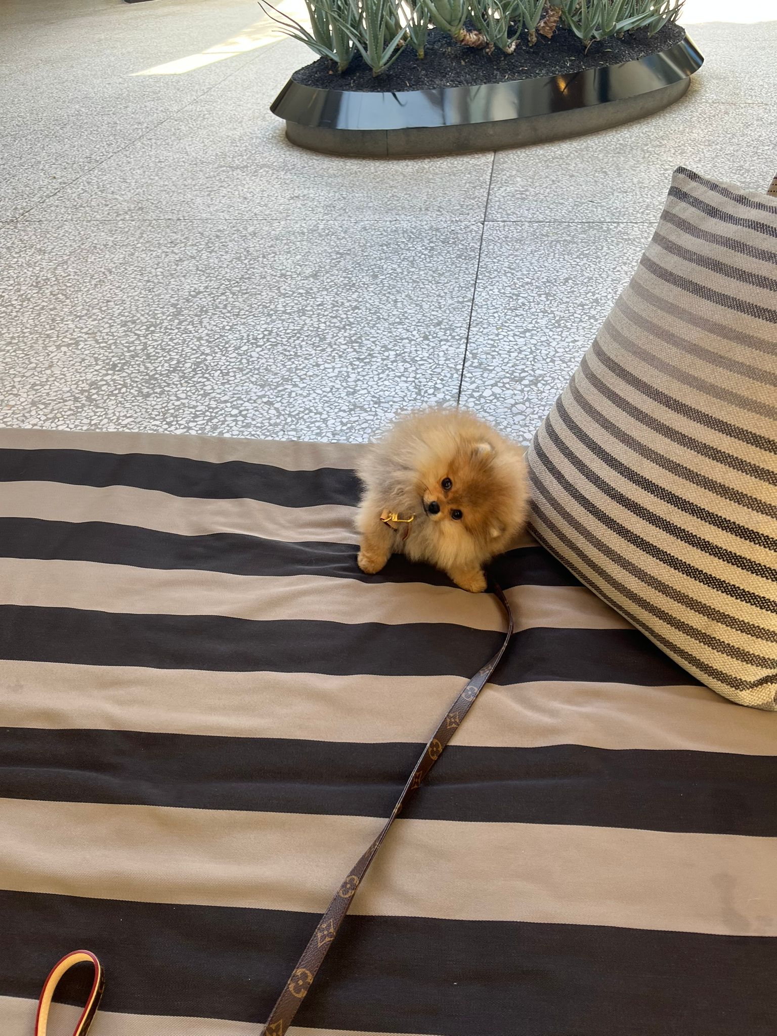 POMERANIAN, ALOHA TEACUP PUPPIES