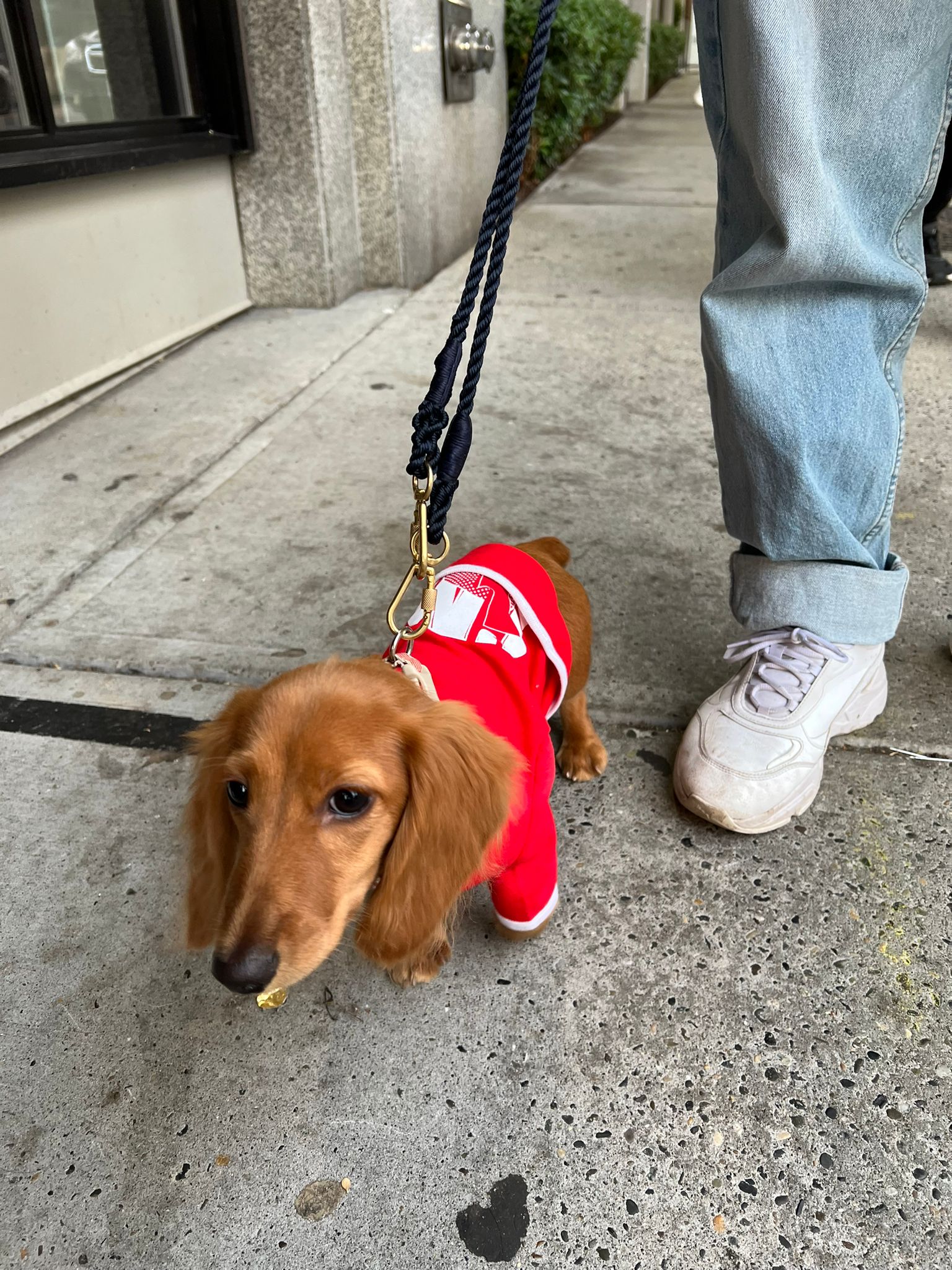 DACHSHUND, ALOHA TEACUP PUPPIES