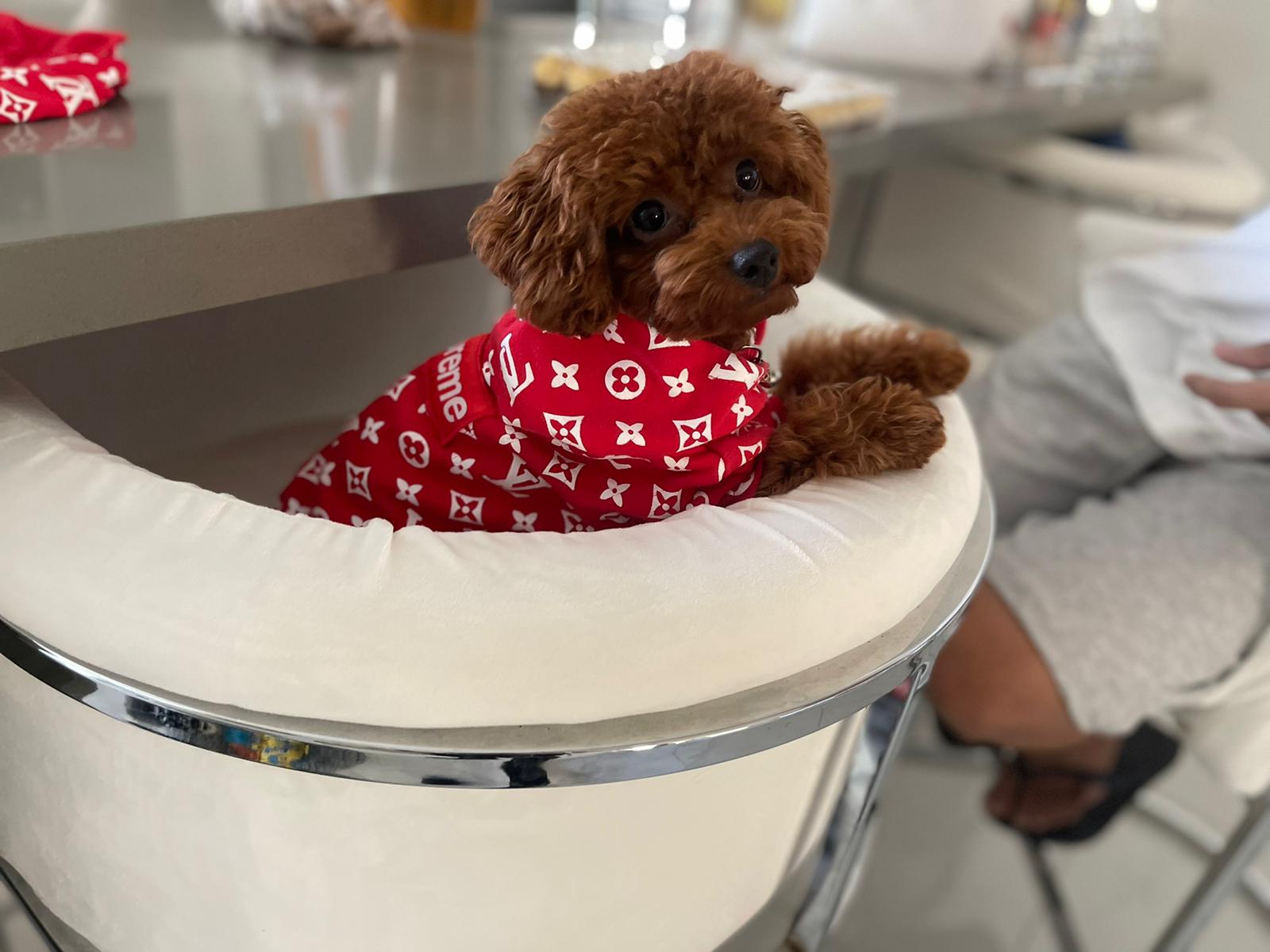POODLE, ALOHA TEACUP PUPPIES