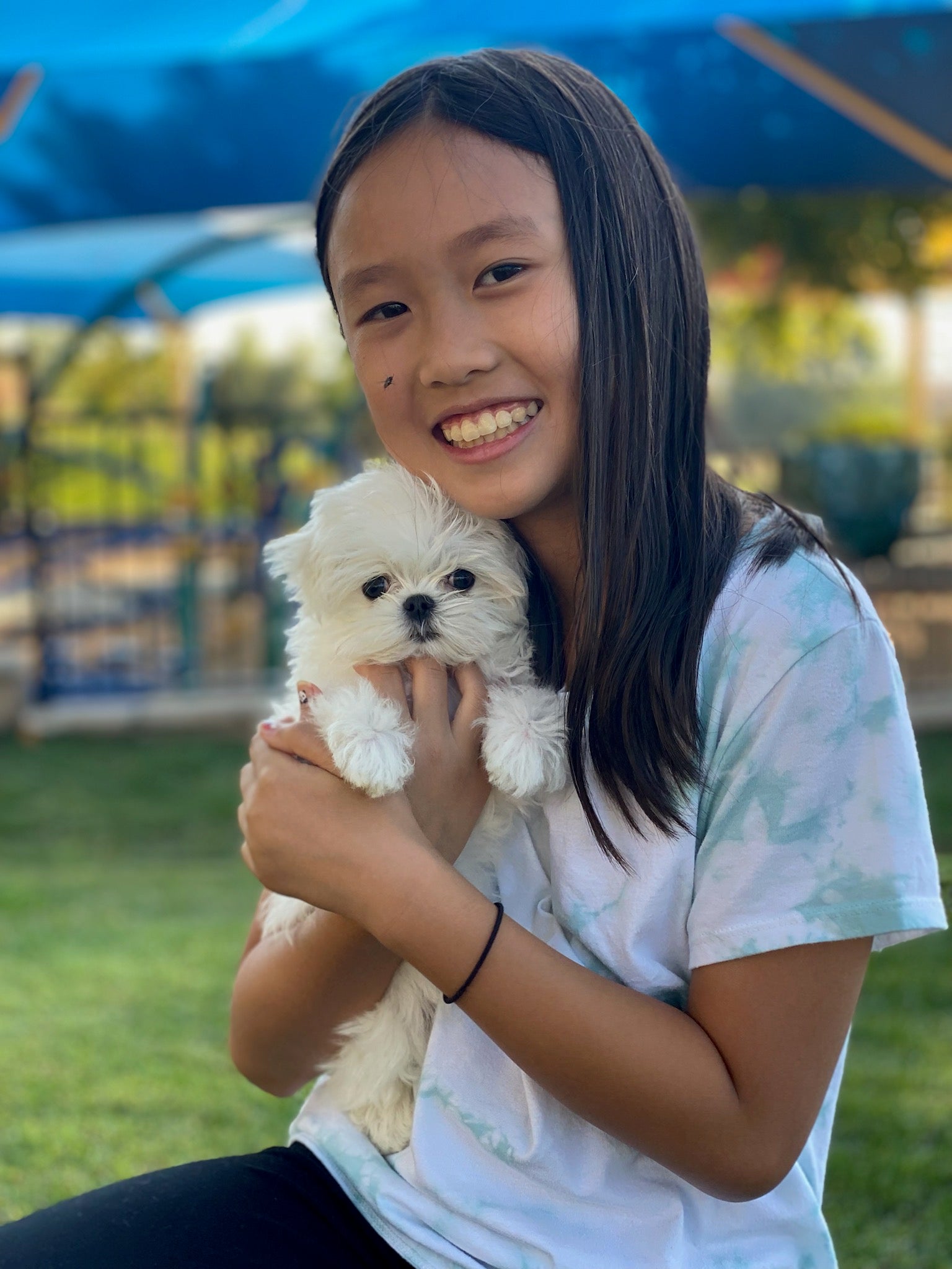MALTESE, ALOHA TEACUP PUPPIES