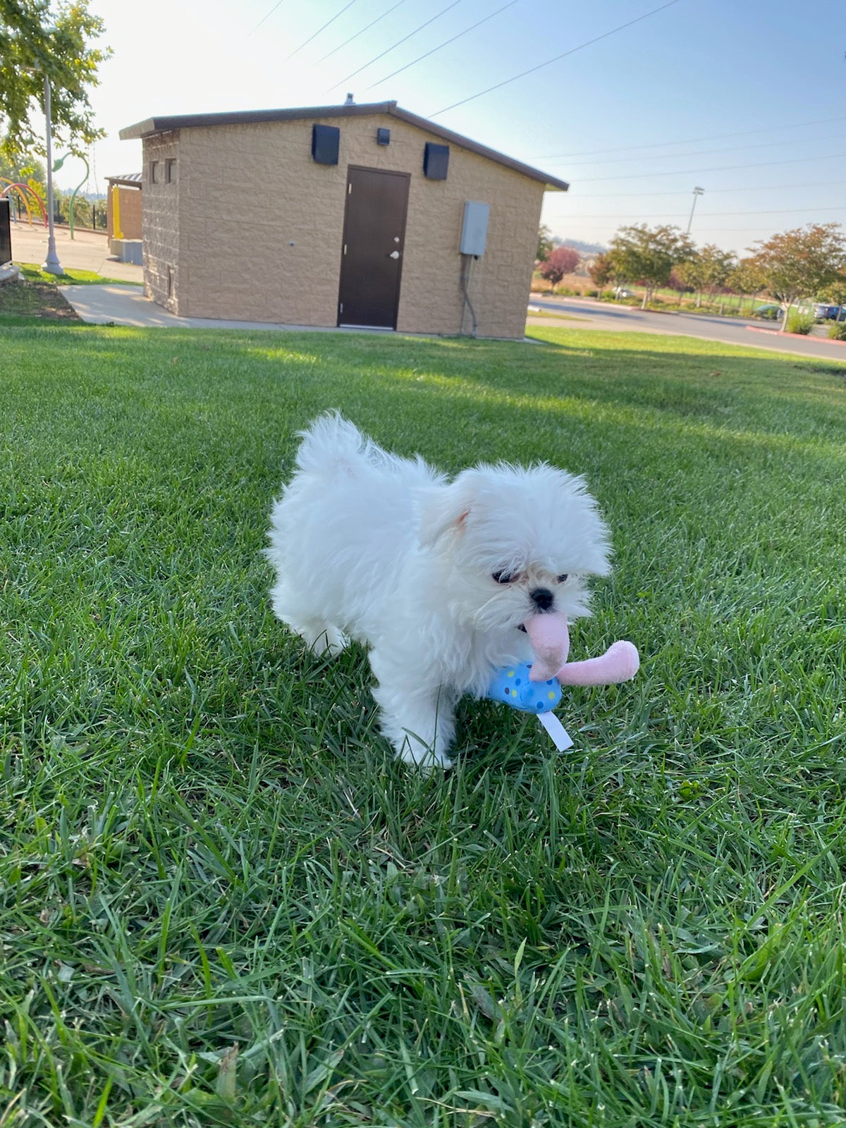 MALTESE, ALOHA TEACUP PUPPIES