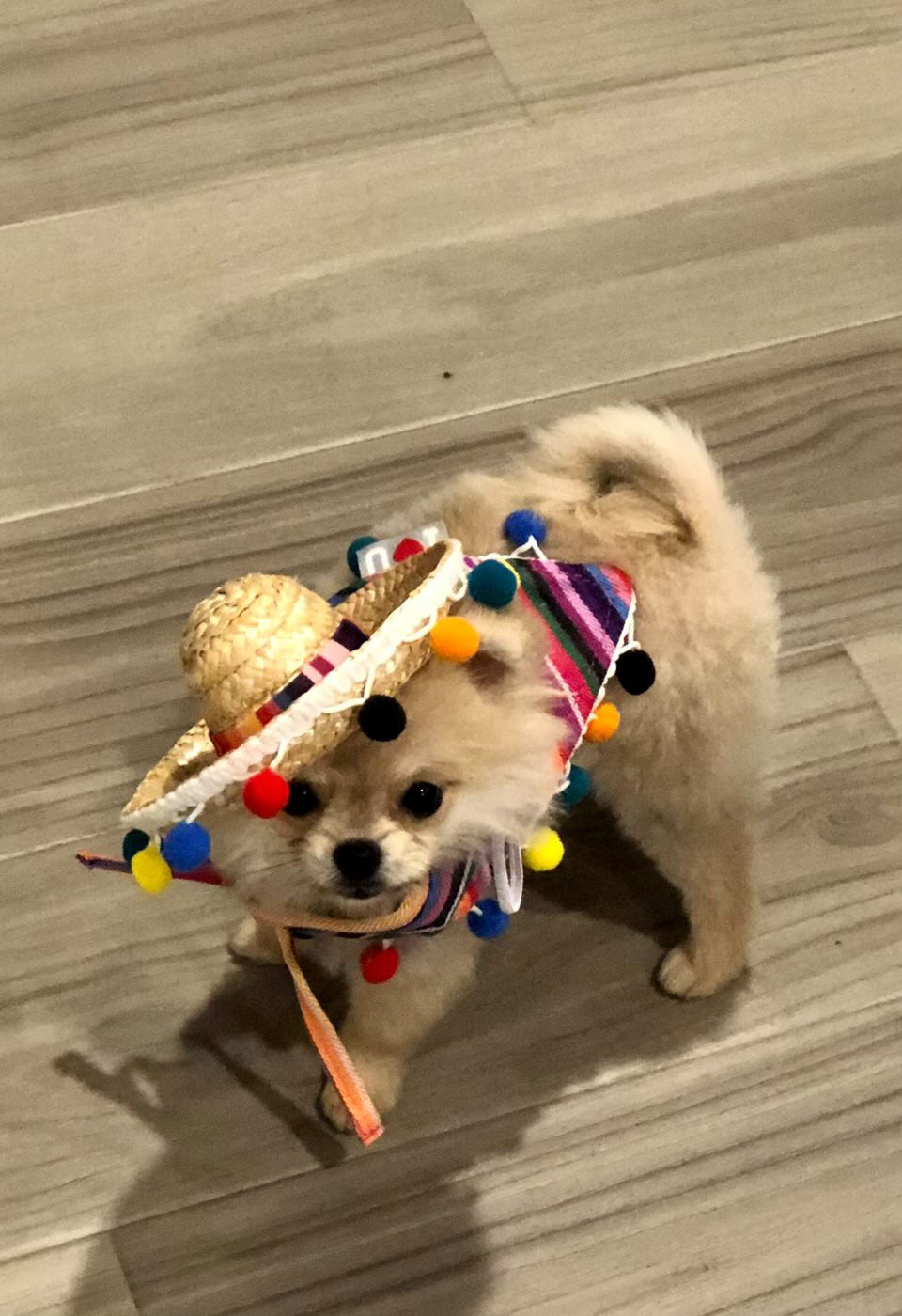 POMERANIAN, ALOHA TEACUP PUPPIES