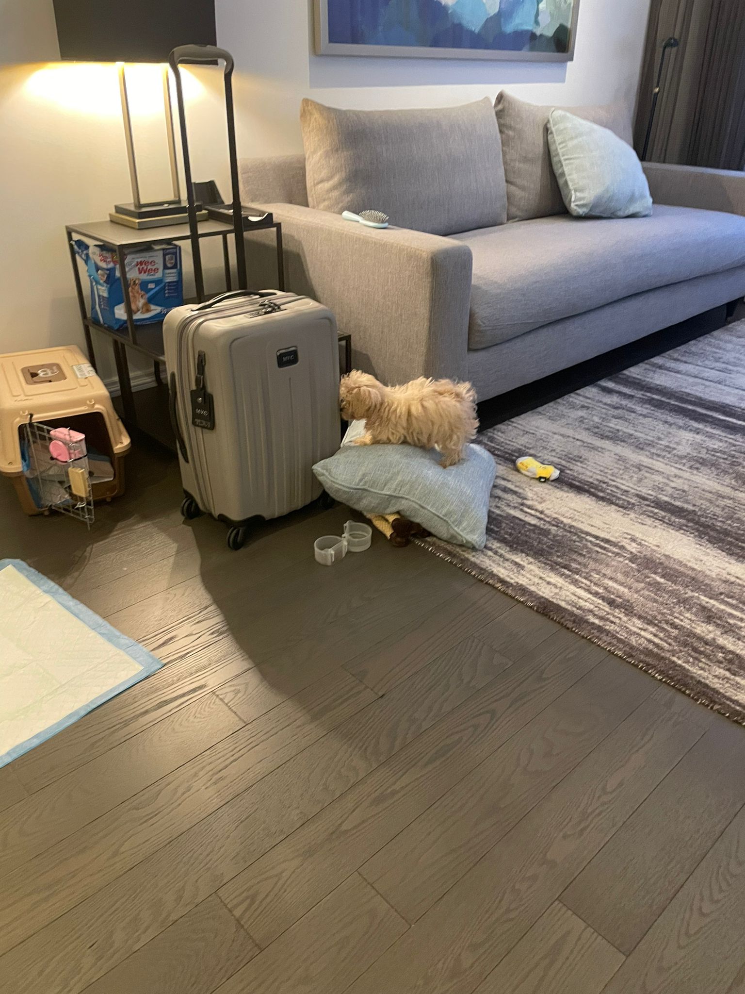 MALTIPOO, ALOHA TEACUP PUPPIES
