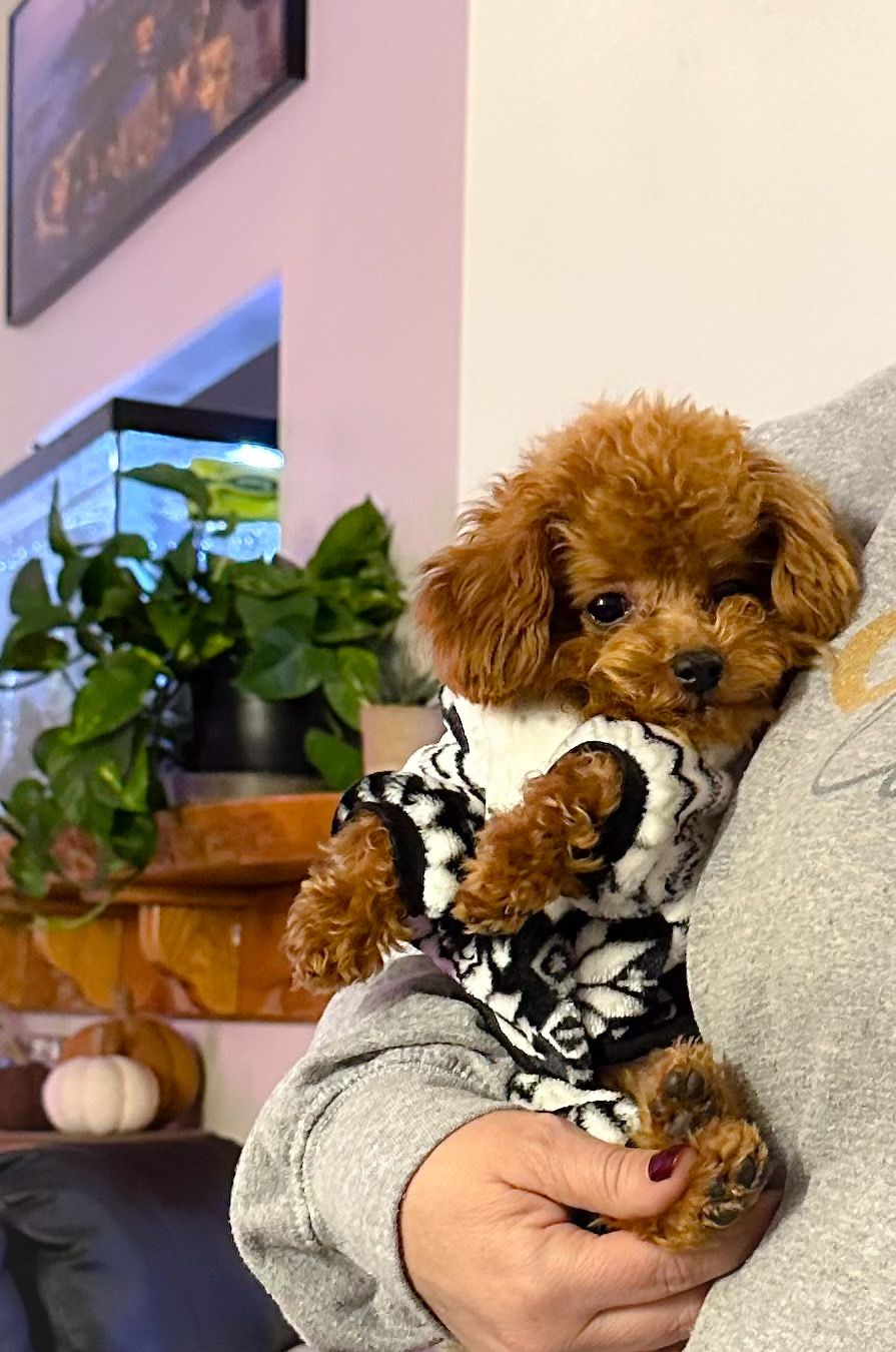POODLE, ALOHA TEACUP PUPPIES
