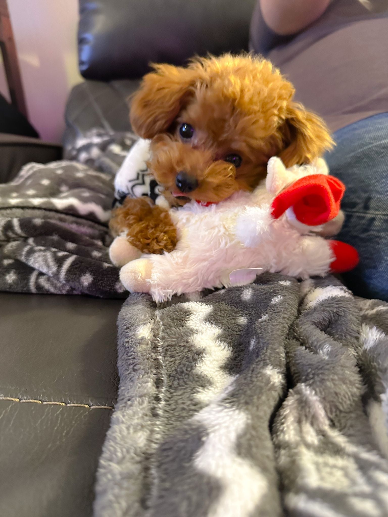 POODLE, ALOHA TEACUP PUPPIES