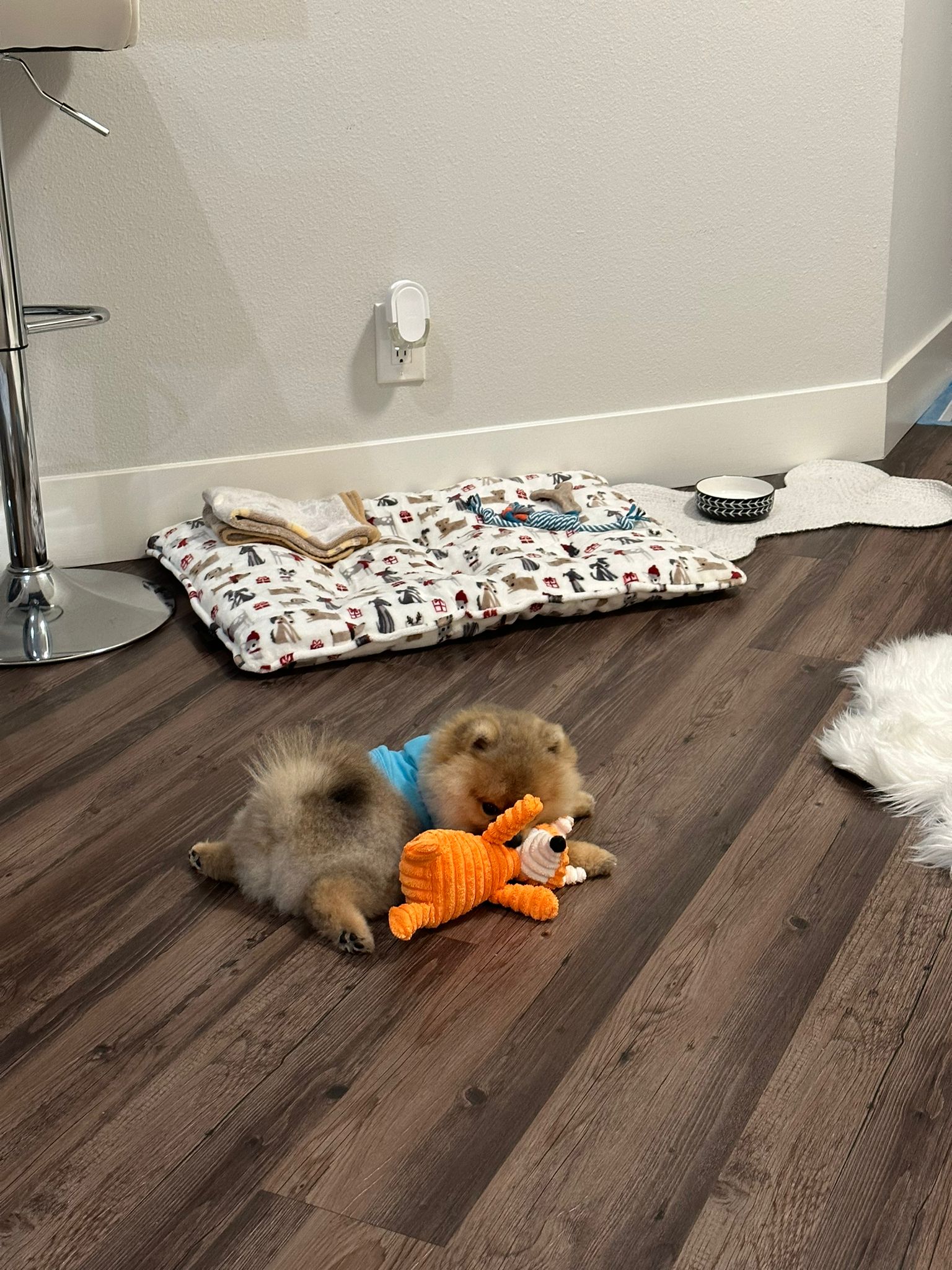 POMERANIAN, ALOHA TEACUP PUPPIES