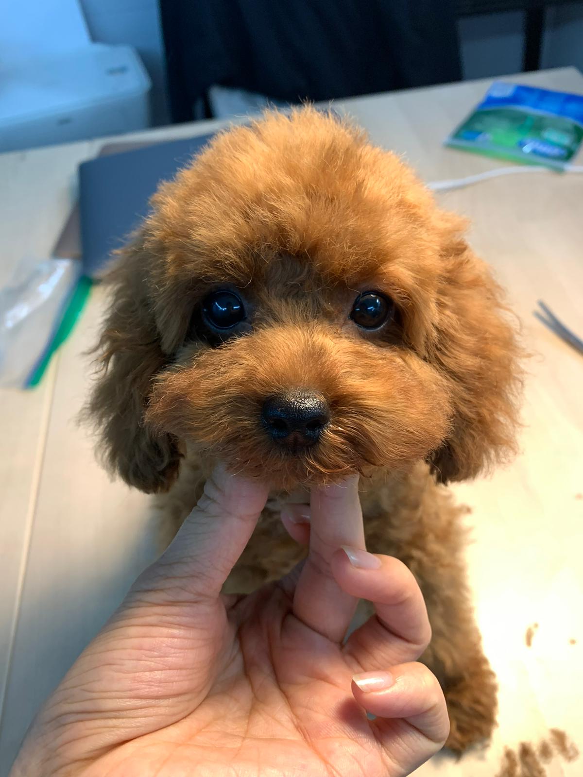 POODLE, ALOHA TEACUP PUPPIES
