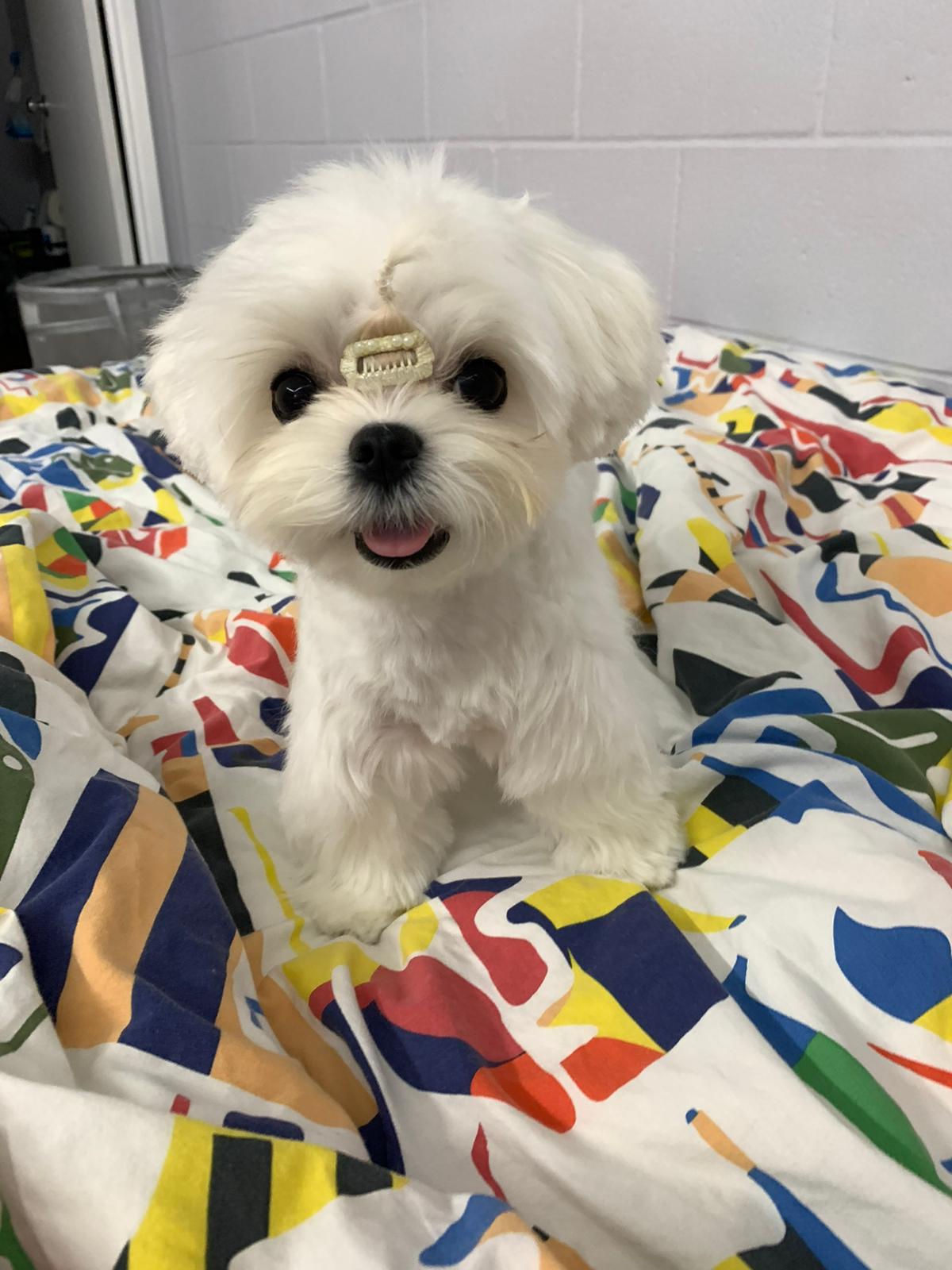 MALTESE, ALOHA TEACUP PUPPIES