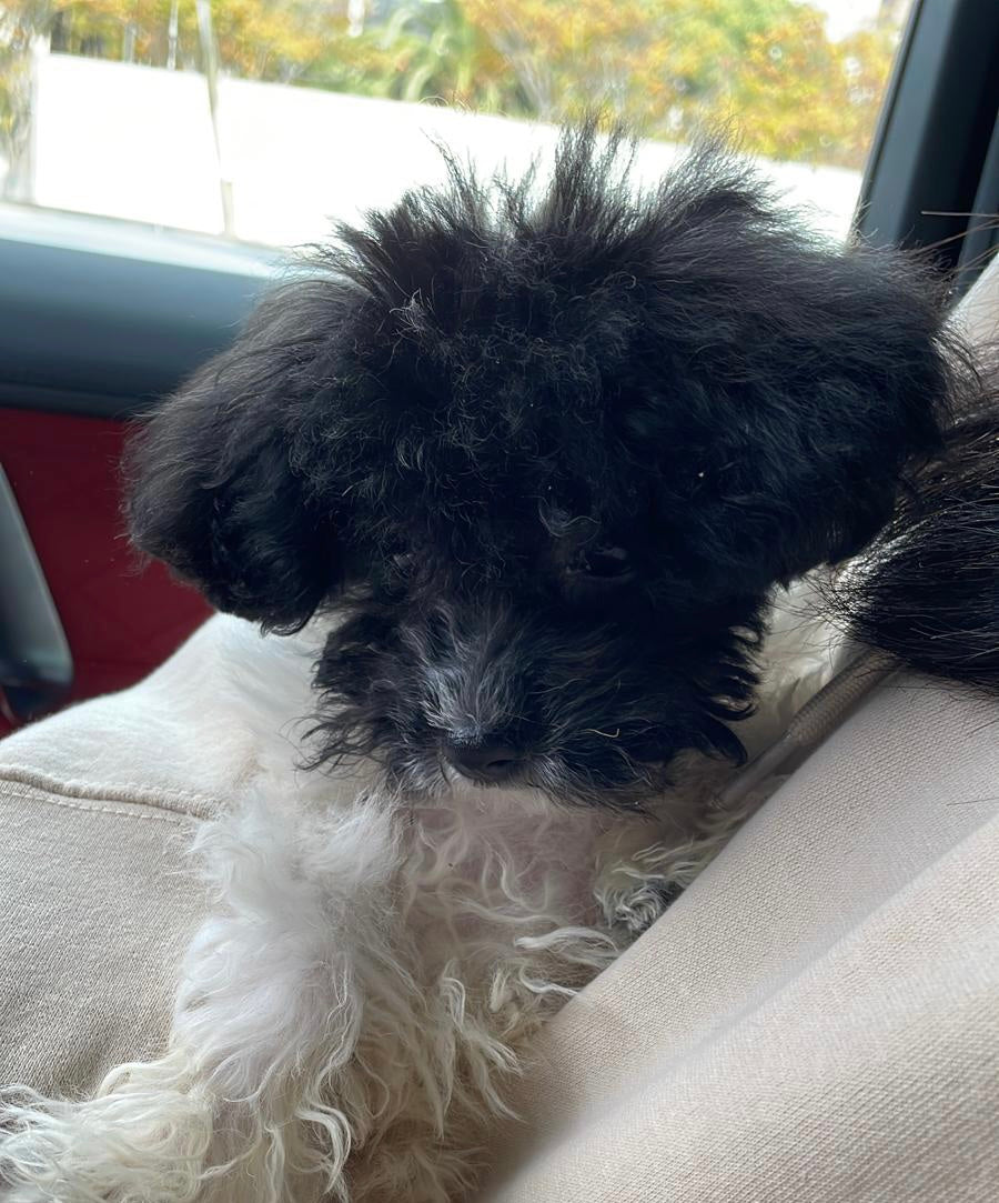 POODLE, ALOHA TEACUP PUPPIES