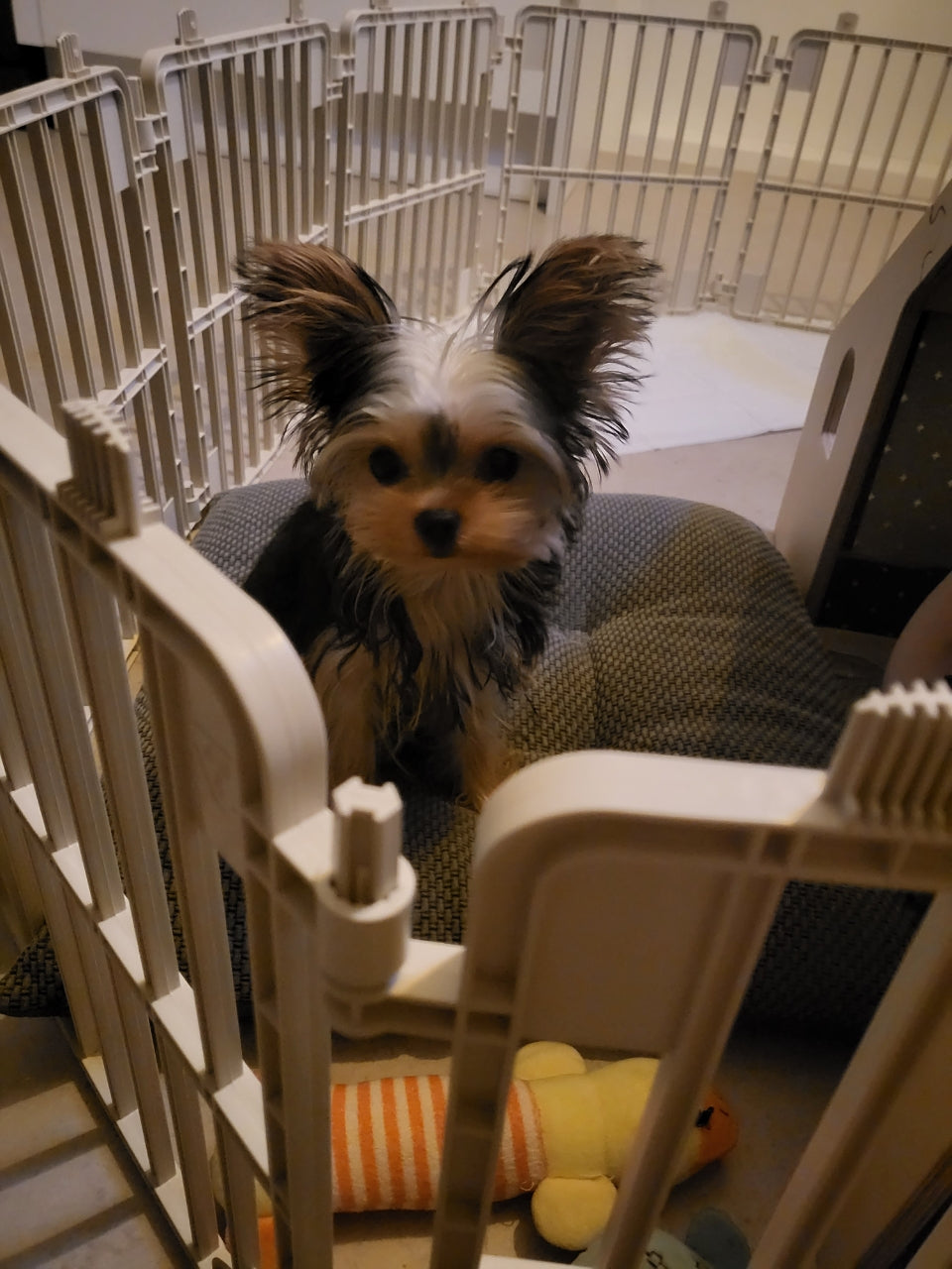 YORKIE, ALOHA TEACUP PUPPIES