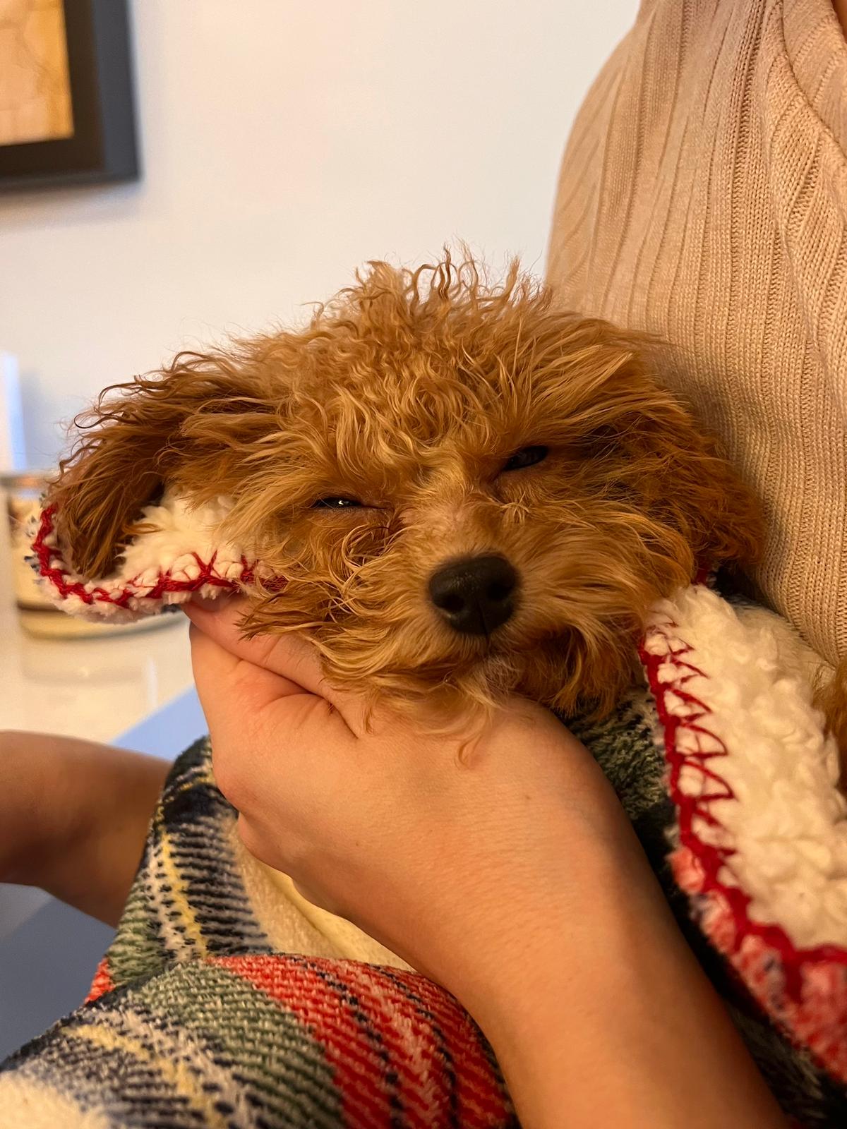 POODLE, ALOHA TEACUP PUPPIES