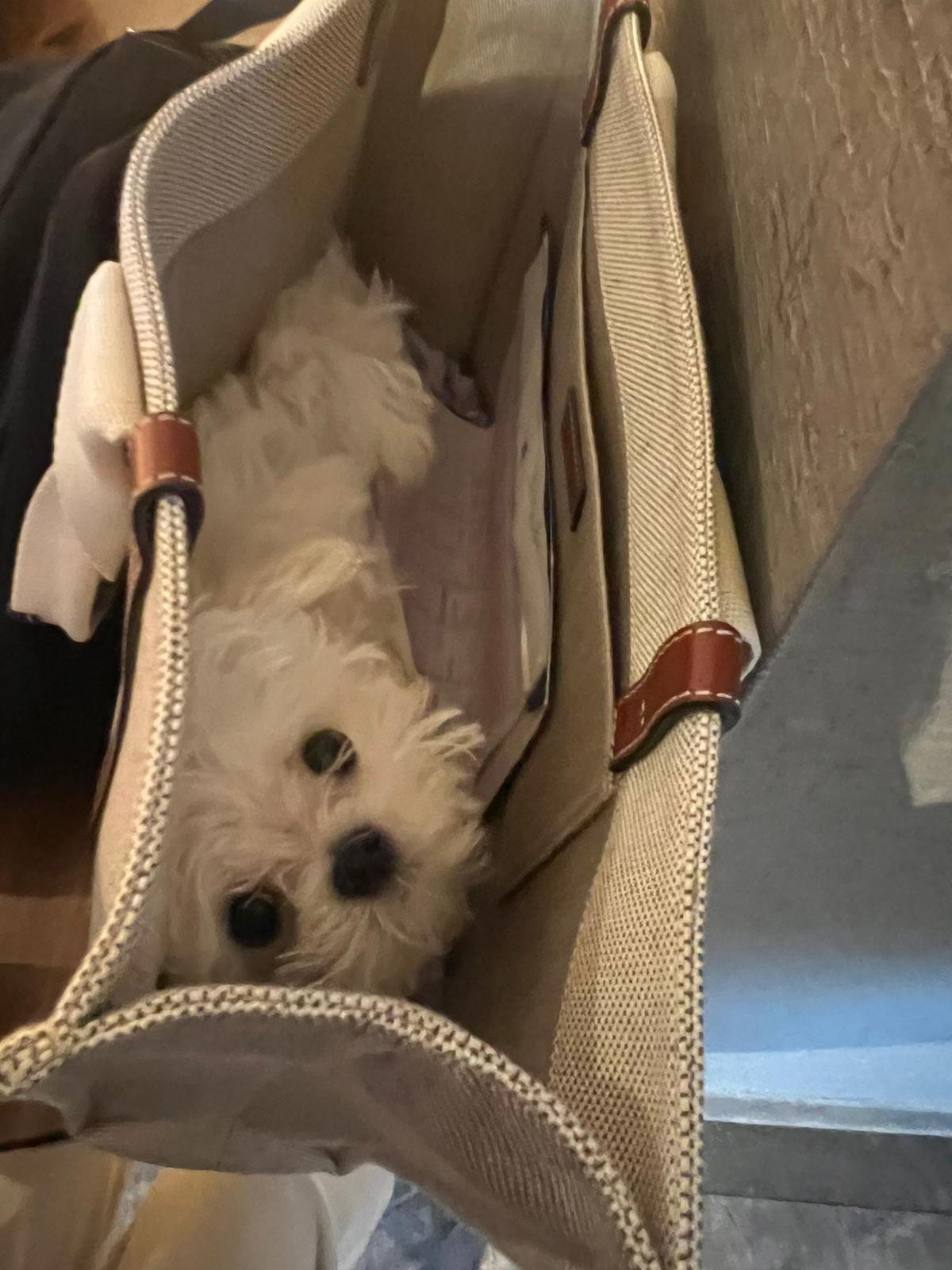 MALTESE, ALOHA TEACUP PUPPIES