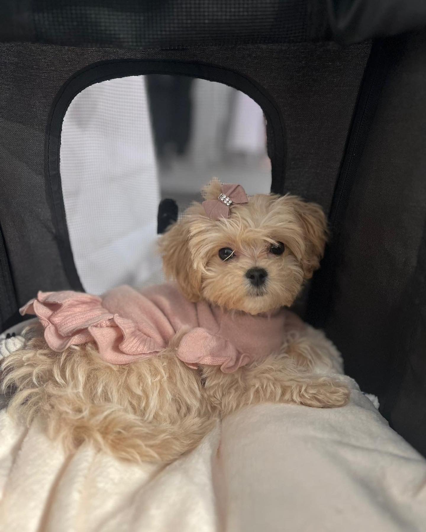 MALTIPOO, ALOHA TEACUP PUPPIES