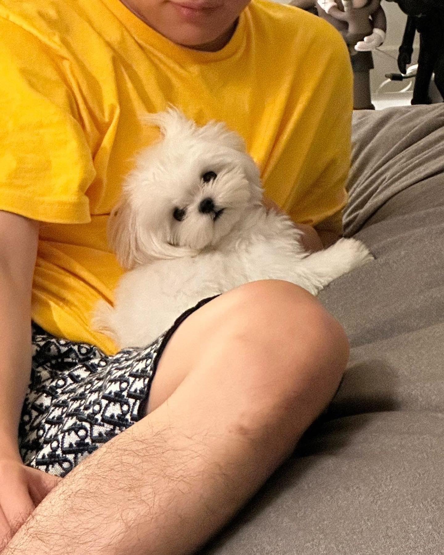 MALTESE, ALOHA TEACUP PUPPIES