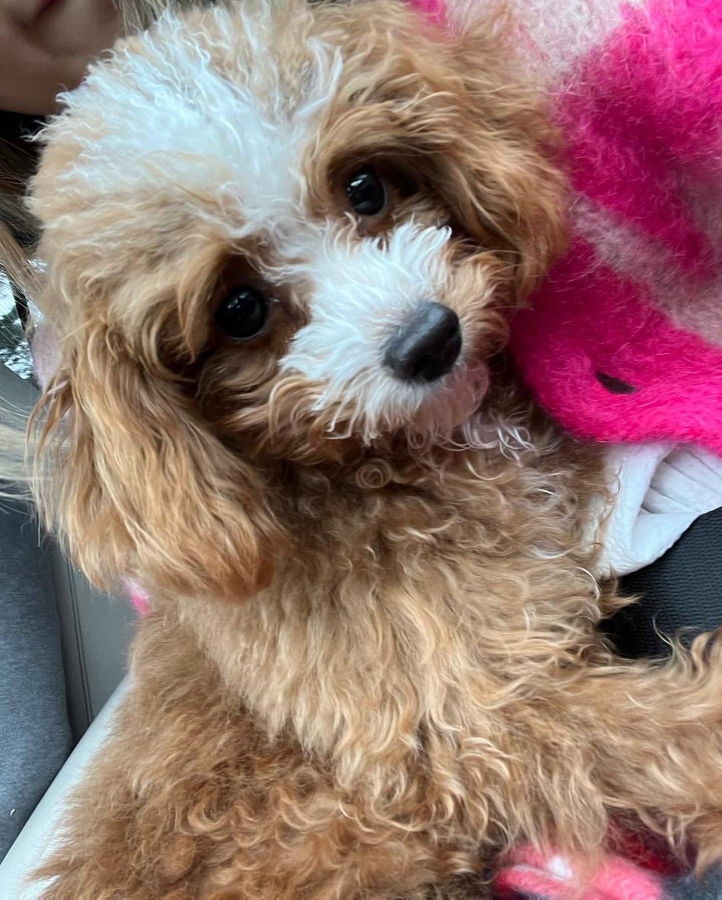 POODLE, ALOHA TEACUP PUPPIES