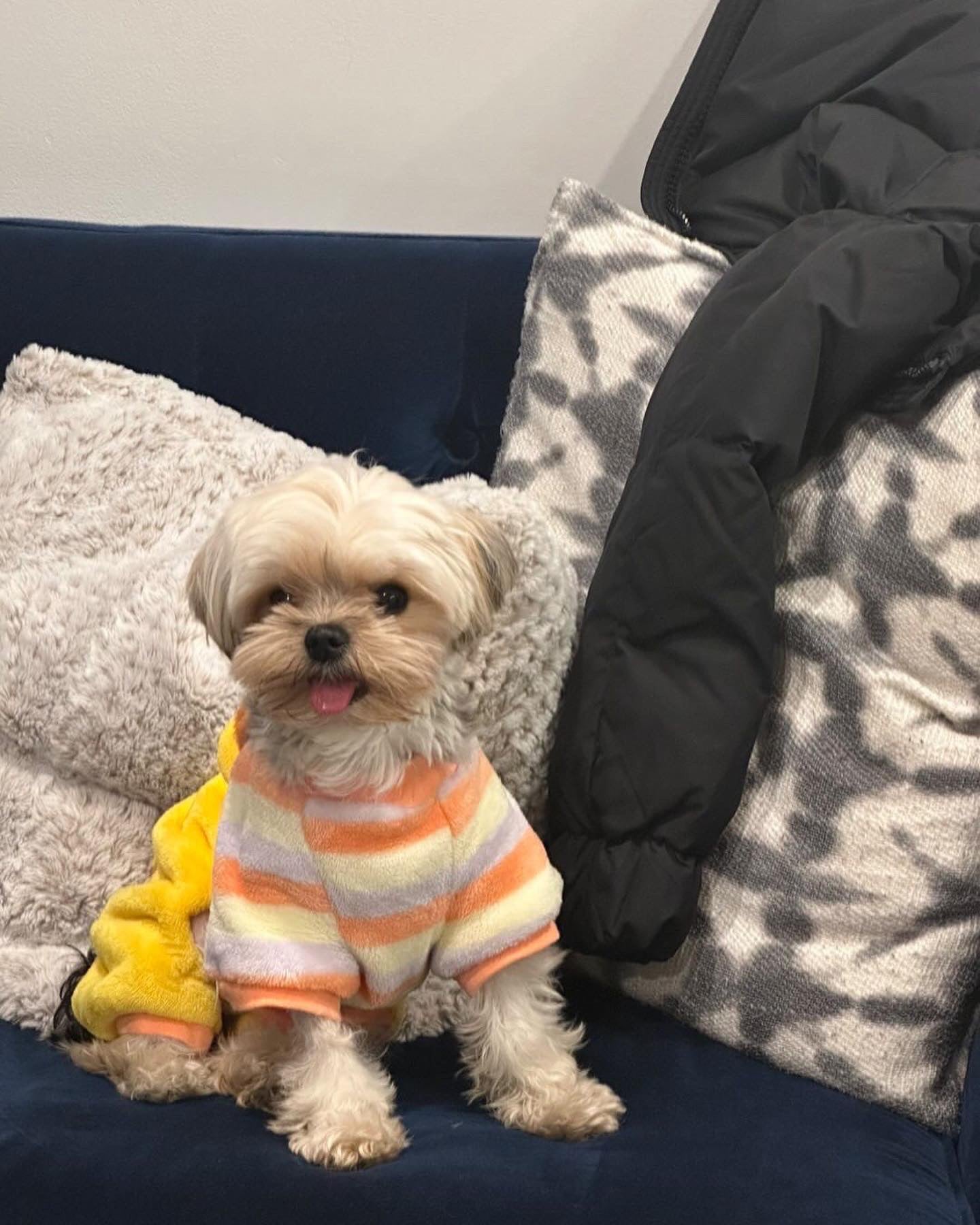 MORKIE, ALOHA TEACUP PUPPIES