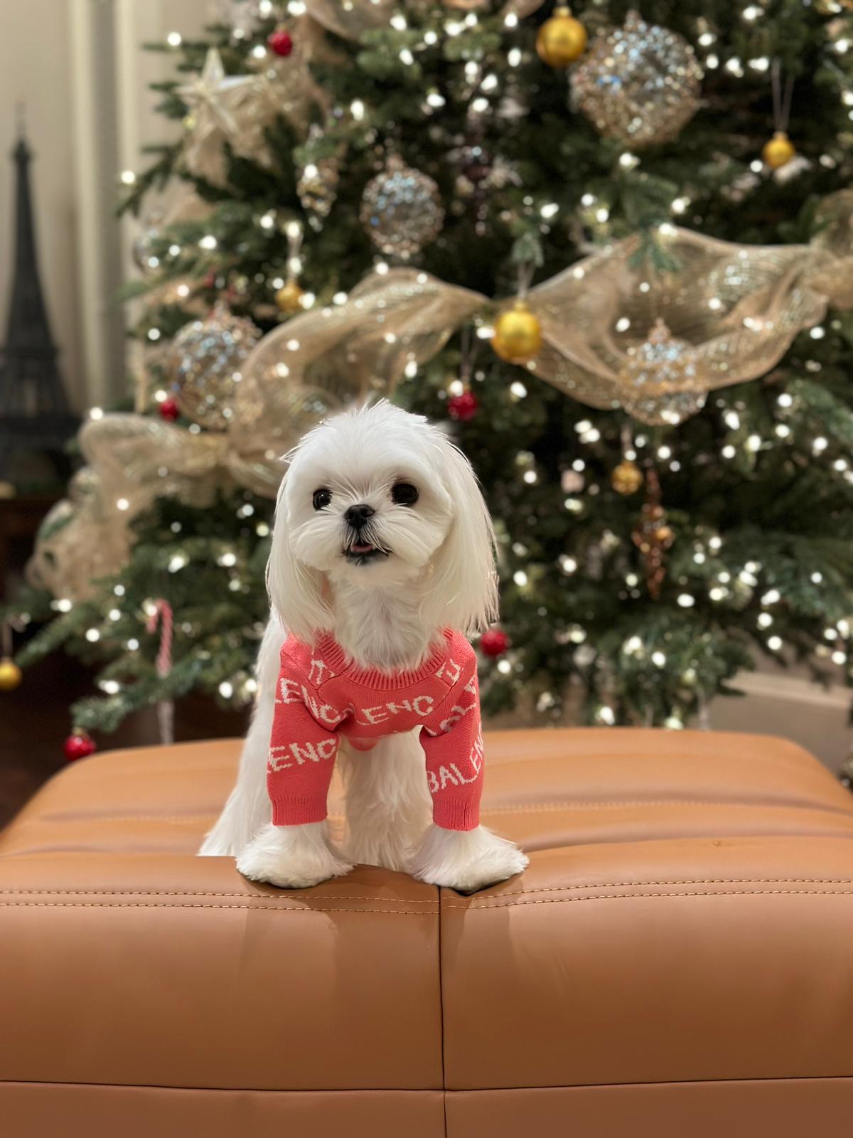 MALTESE, ALOHA TEACUP PUPPIES
