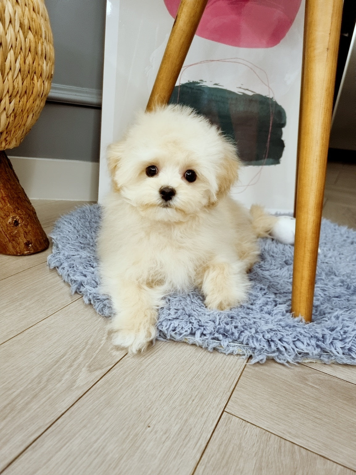 MALTIPOO, ALOHA TEACUP PUPPIES