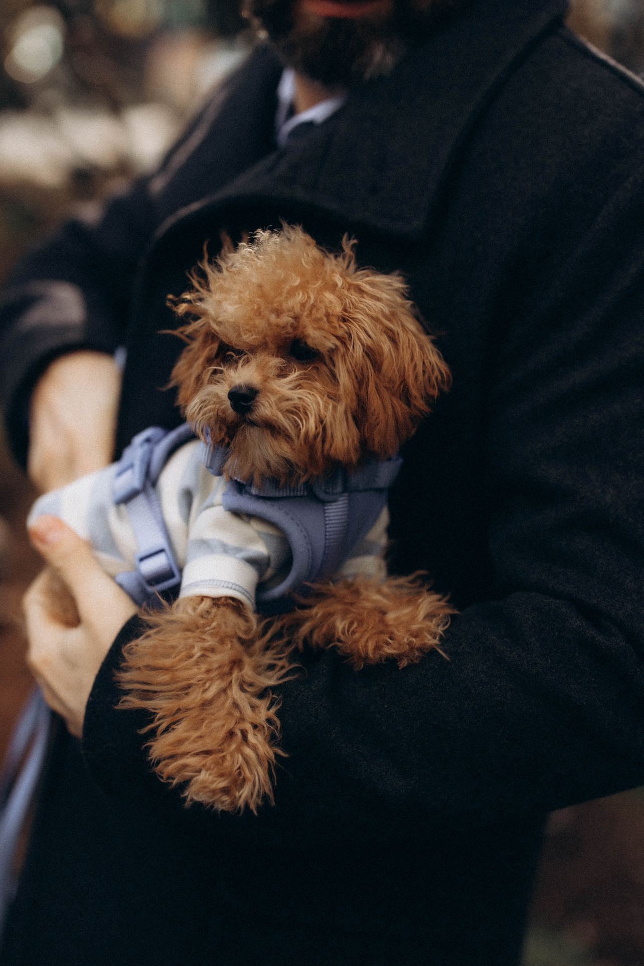 POODLE, ALOHA TEACUP PUPPIES