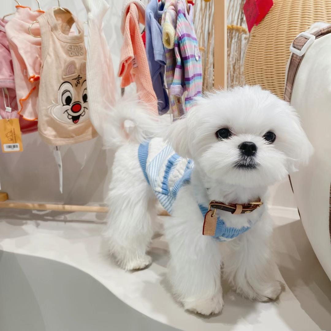 MALTESE, ALOHA TEACUP PUPPIES