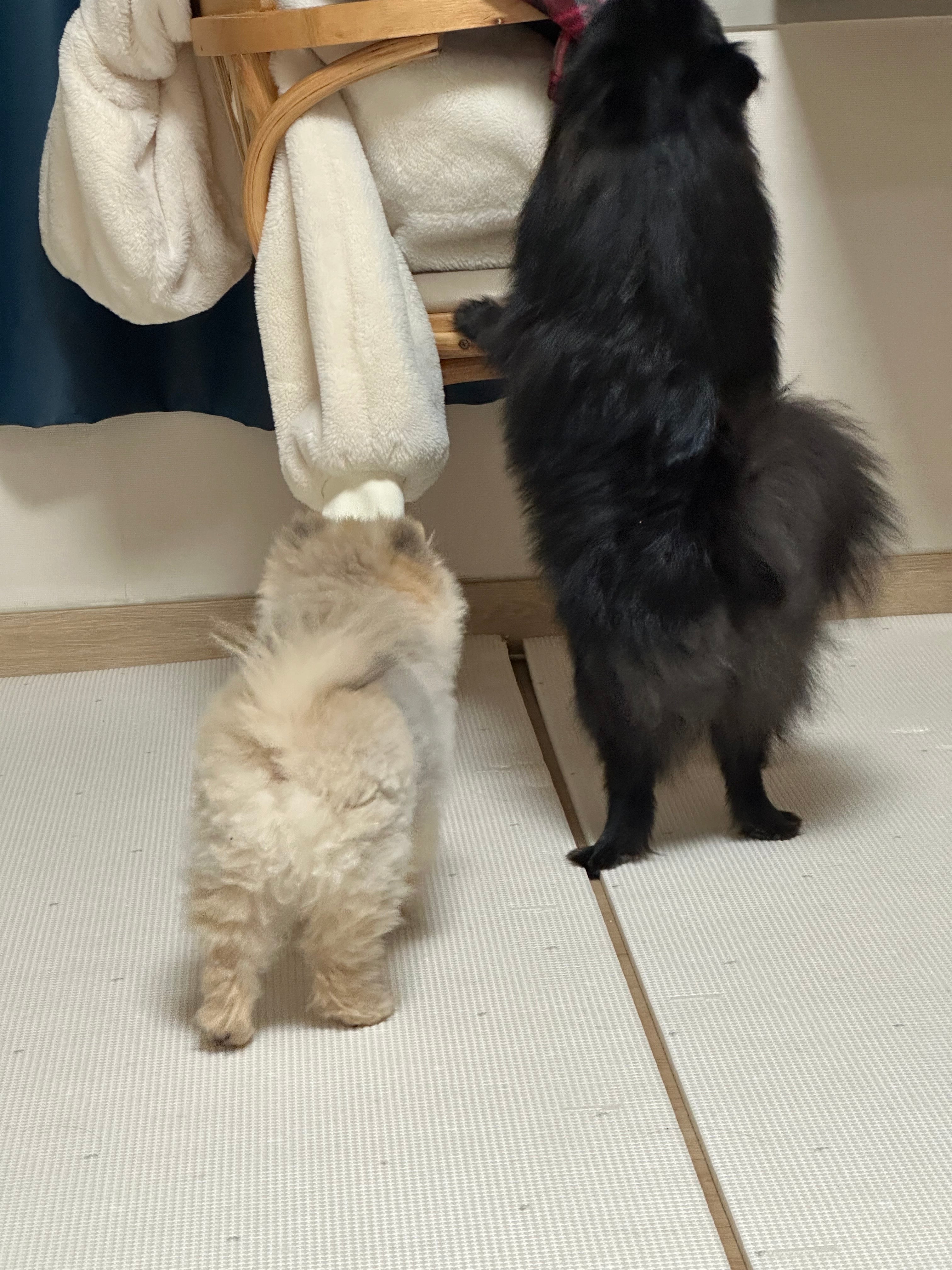 POMERANIAN, ALOHA TEACUP PUPPIES