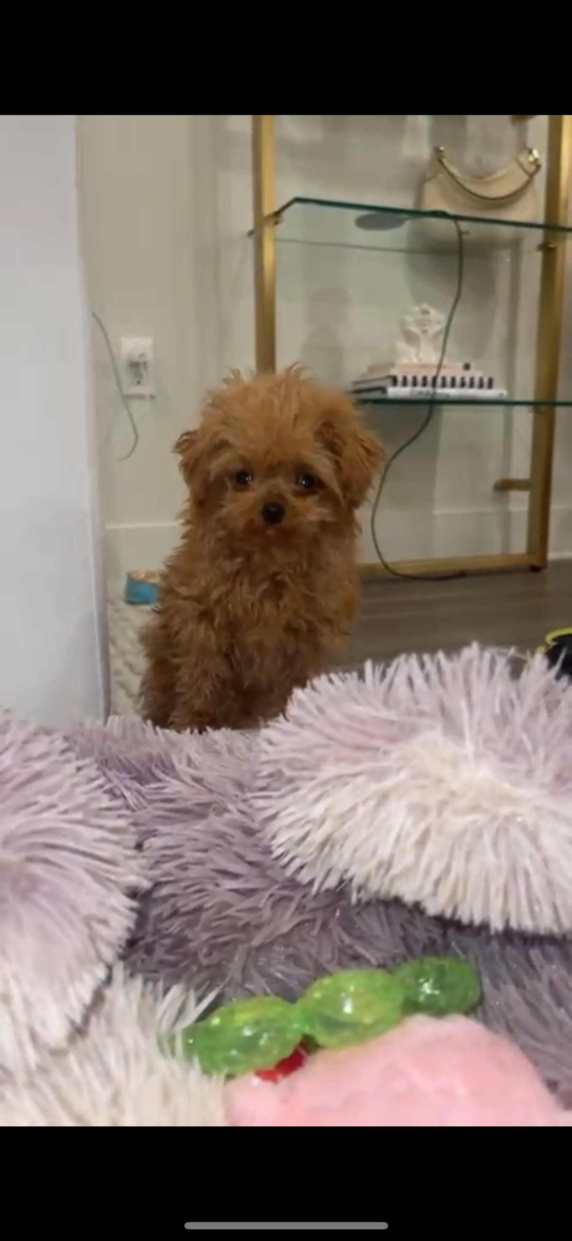 POODLE, ALOHA TEACUP PUPPIES