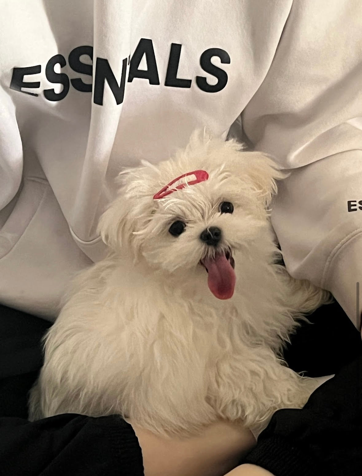 MALTESE, ALOHA TEACUP PUPPIES