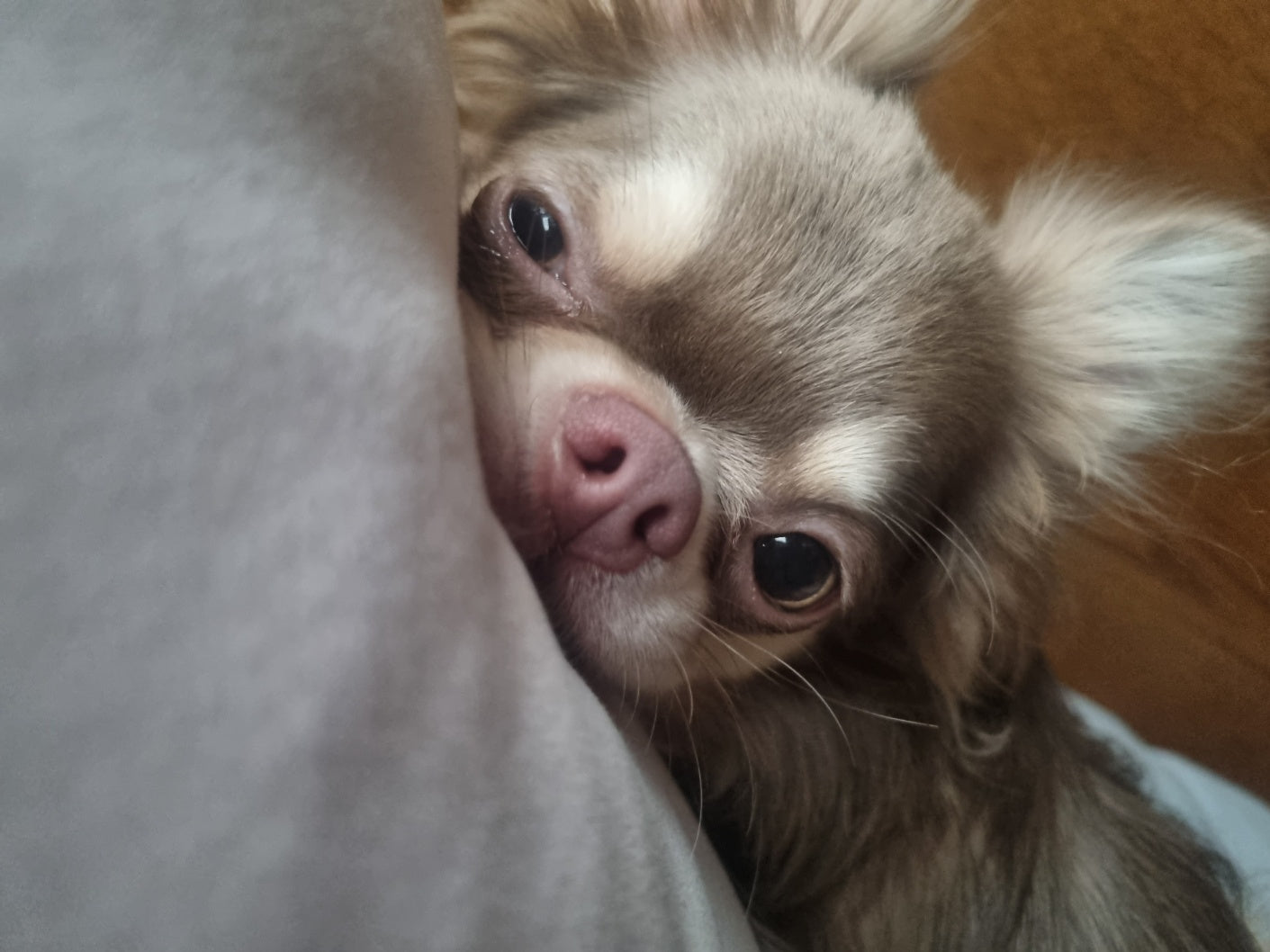 CHIHUAHUA, ALOHA TEACUP PUPPIES