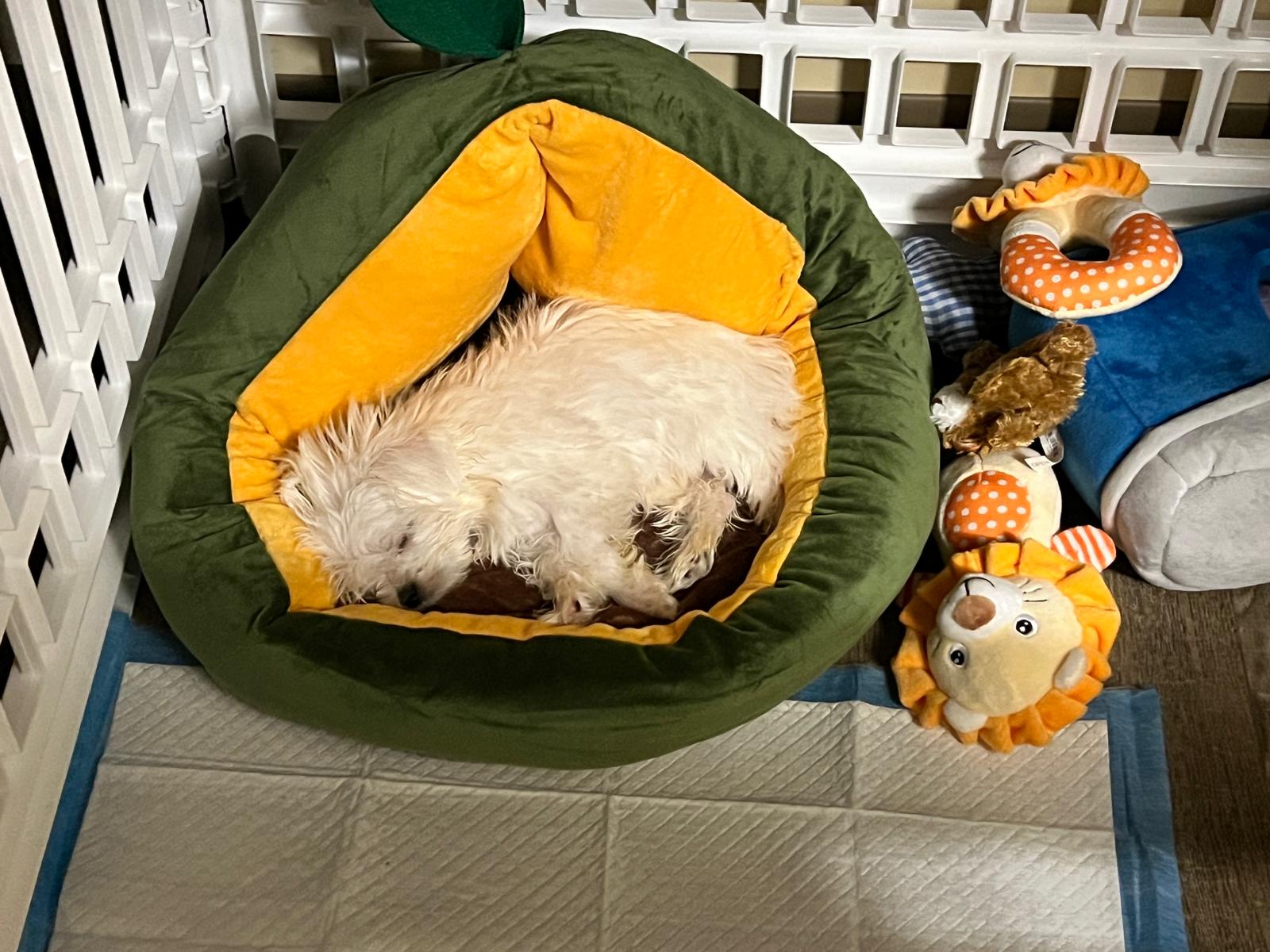 MALTESE, ALOHA TEACUP PUPPIES