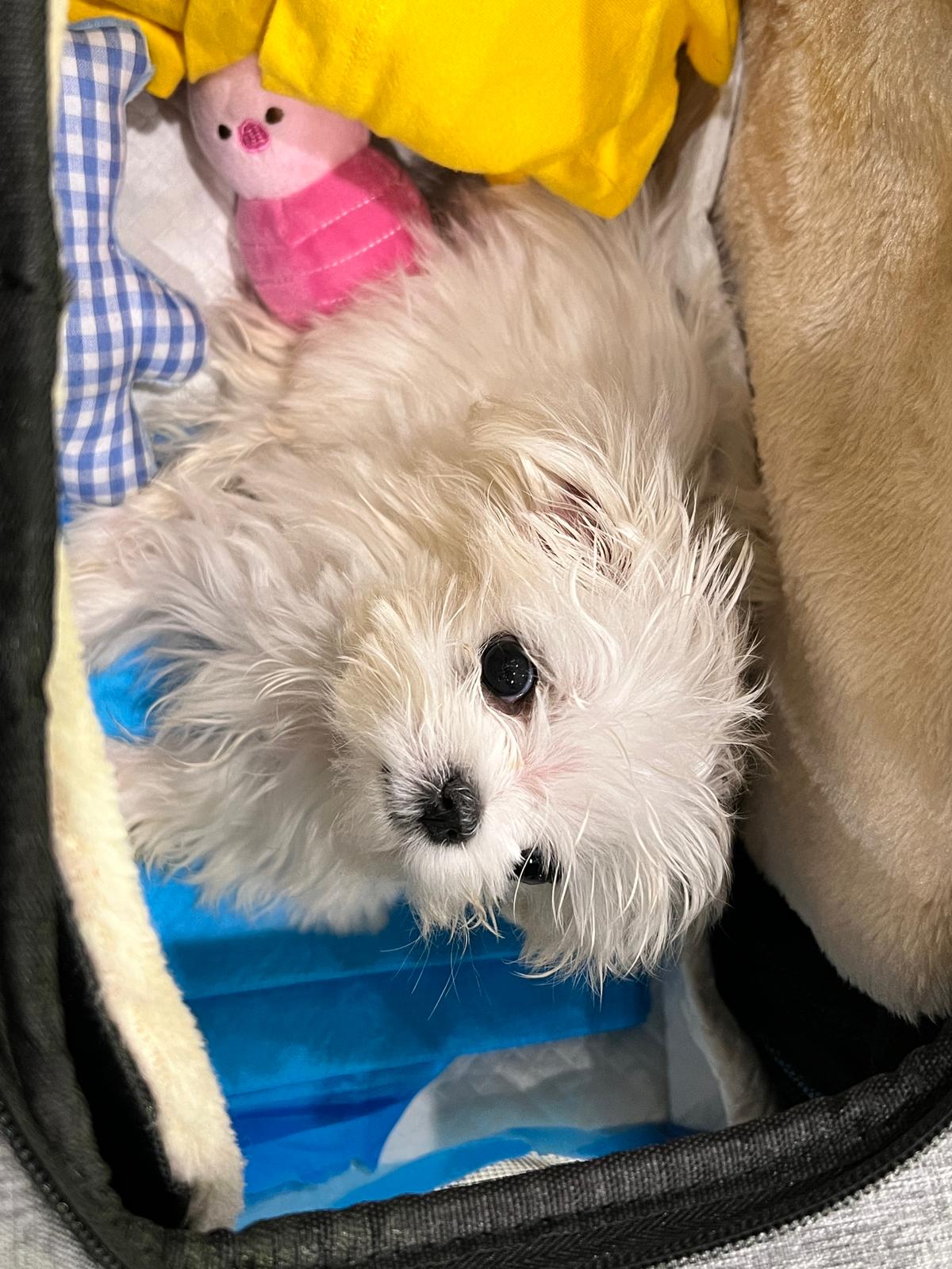MALTESE, ALOHA TEACUP PUPPIES