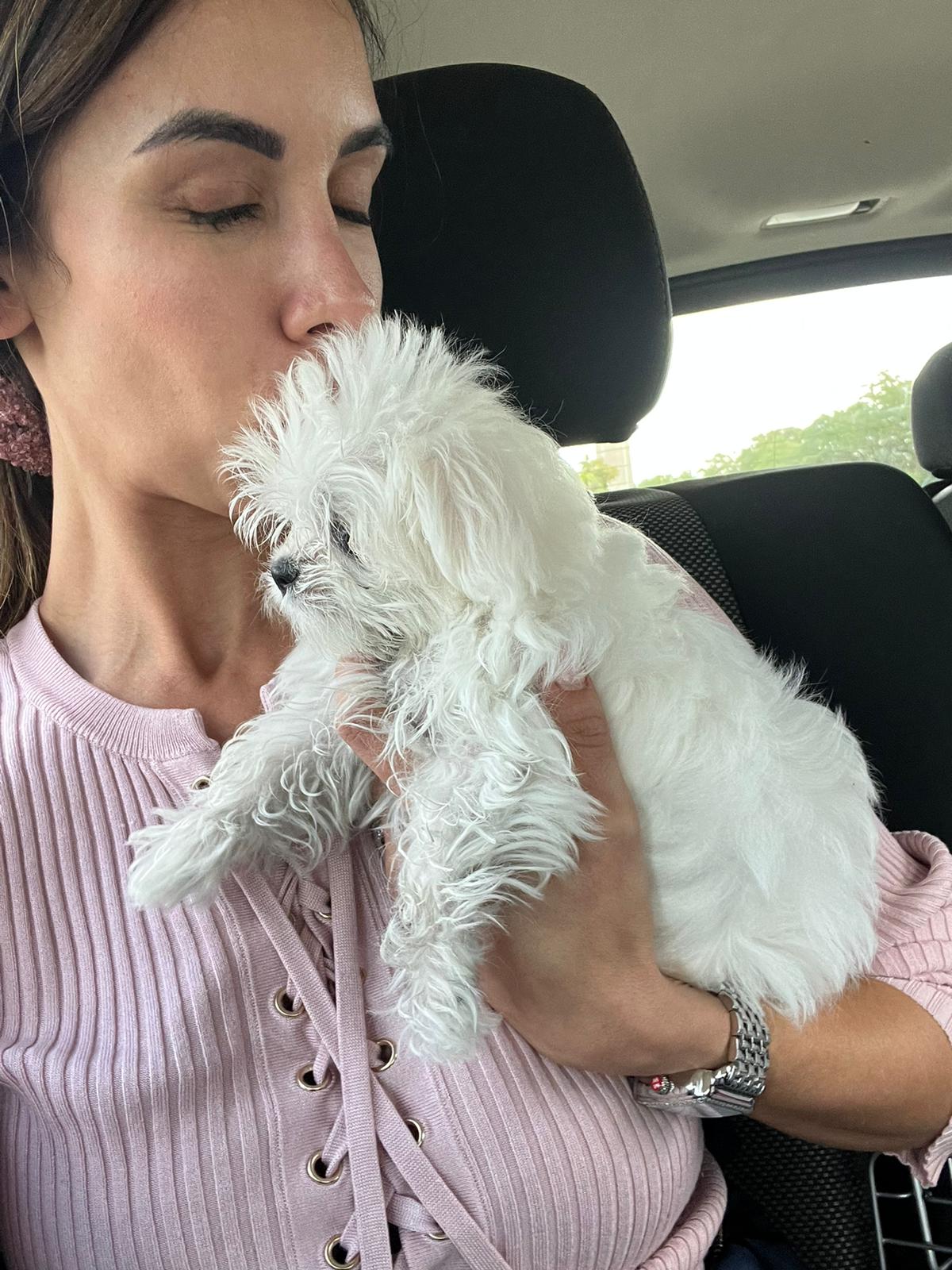 MALTESE, ALOHA TEACUP PUPPIES