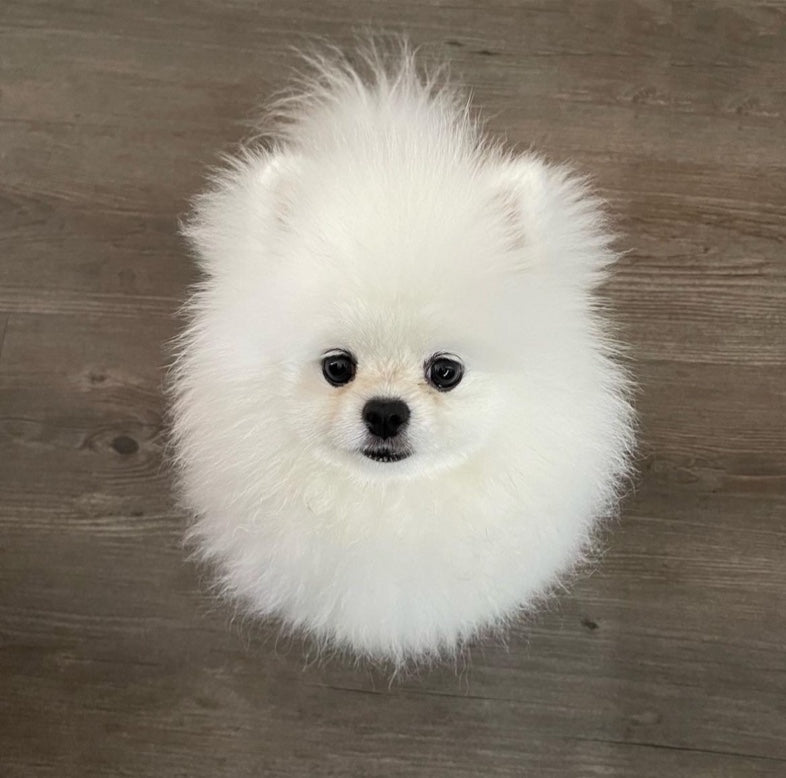 POMERANIAN, ALOHA TEACUP PUPPIES