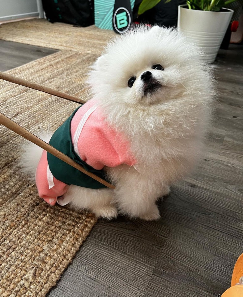 POMERANIAN, ALOHA TEACUP PUPPIES
