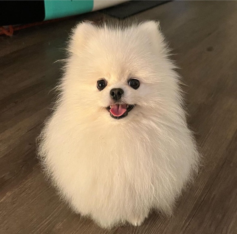 POMERANIAN, ALOHA TEACUP PUPPIES