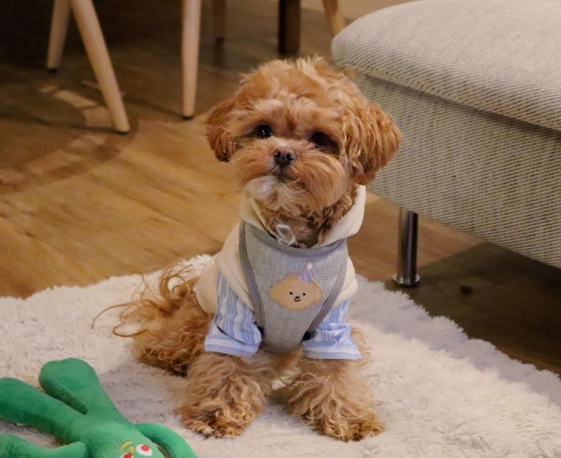 MALTIPOO, ALOHA TEACUP PUPPIES